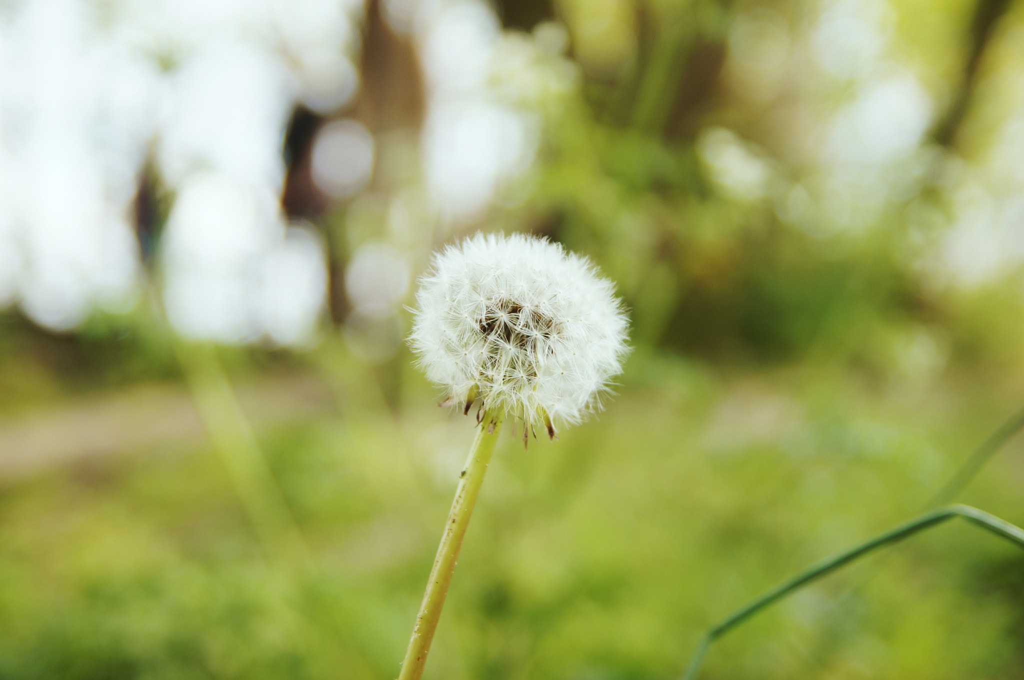 Sony SLT-A57 + Tamron Lens (255) sample photo. Make a wish photography