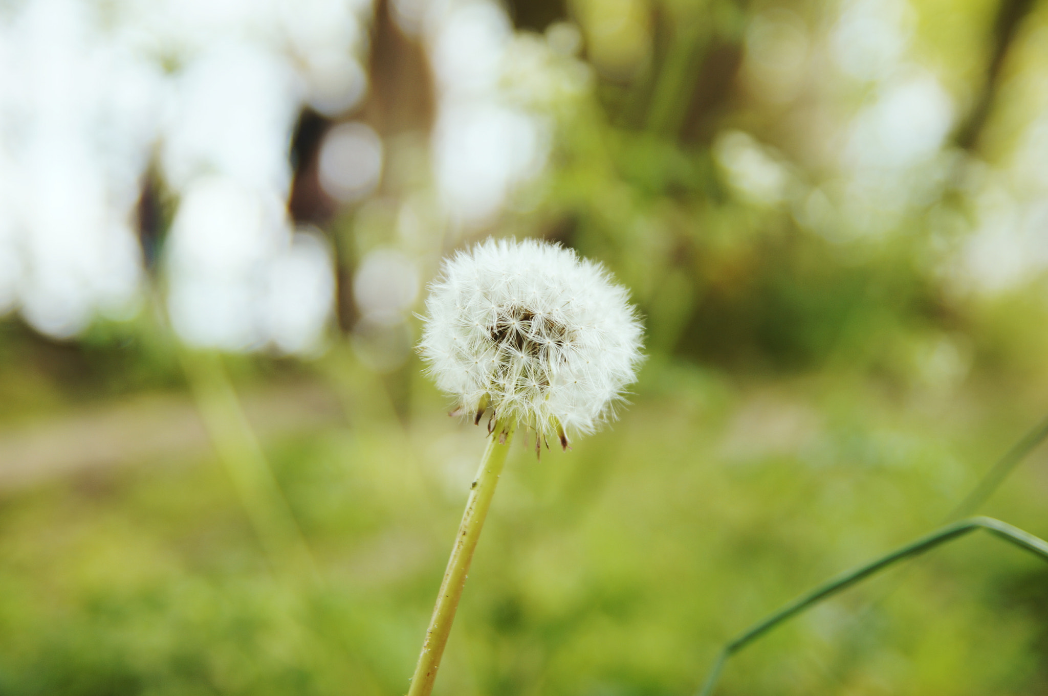 Sony SLT-A57 sample photo. Make a wish photography