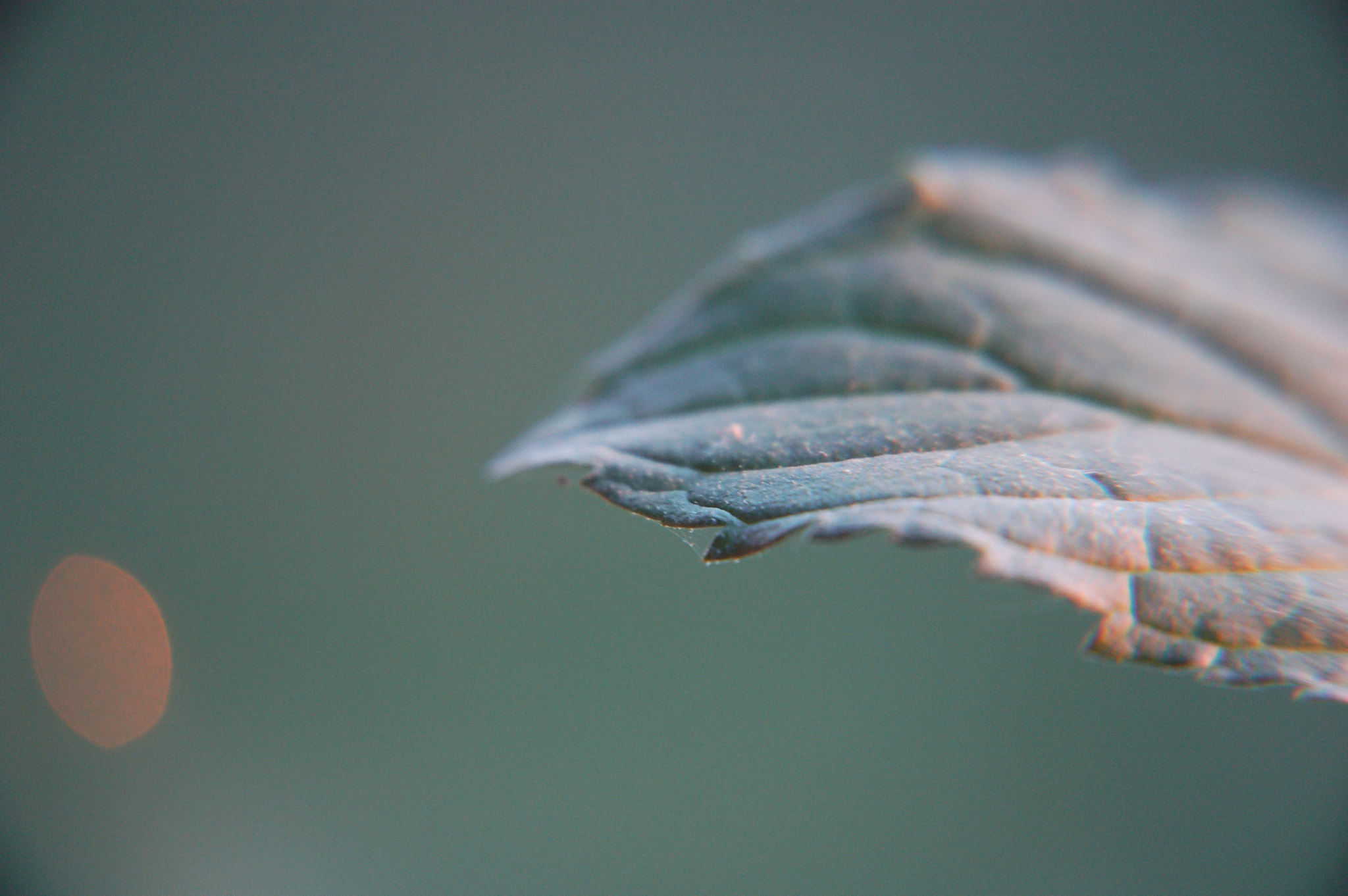 Nikon D50 sample photo. Mint photography