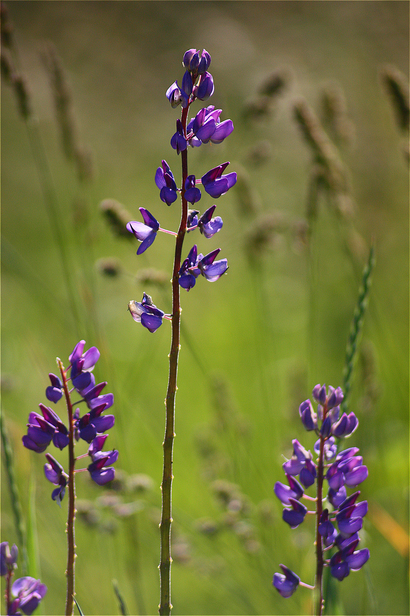 Sigma 70-300mm F4-5.6 APO DG Macro sample photo. Three lupines photography