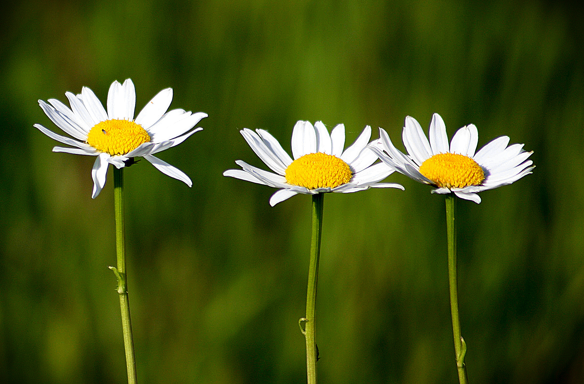 Sigma 70-300mm F4-5.6 APO DG Macro sample photo. Three marguerites photography