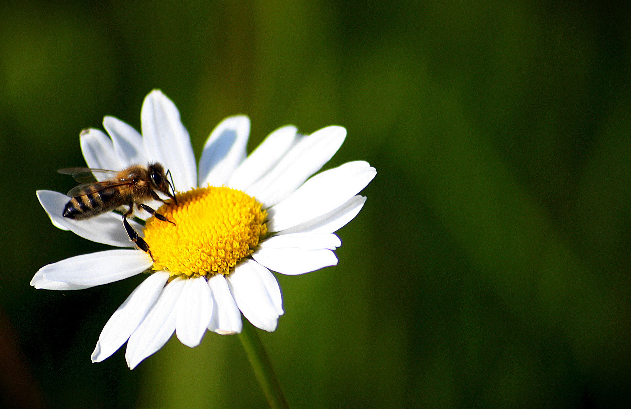 Sigma 70-300mm F4-5.6 APO DG Macro sample photo. Daisy bee photography