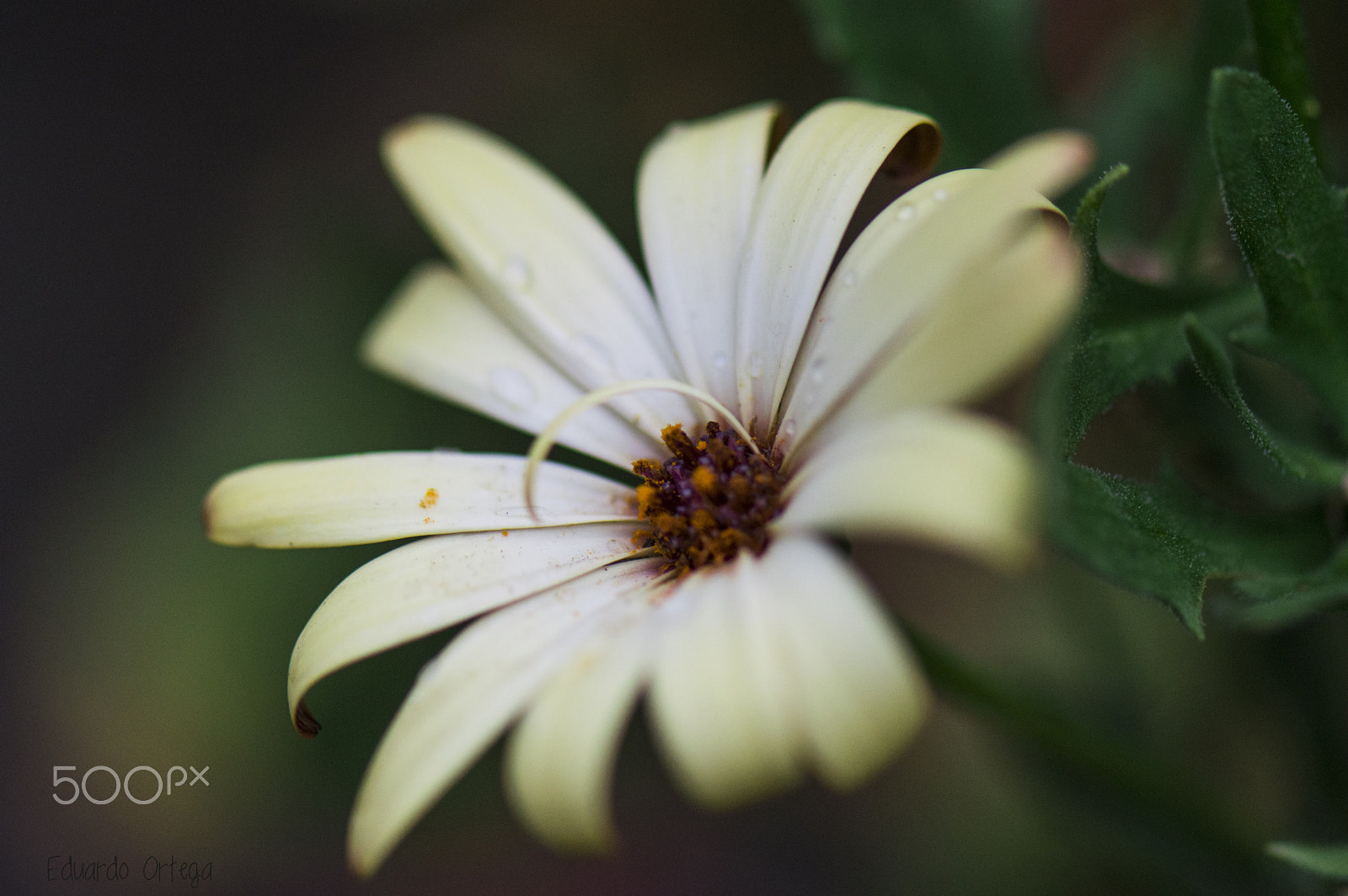 Nikon AF-S Micro-Nikkor 105mm F2.8G IF-ED VR sample photo