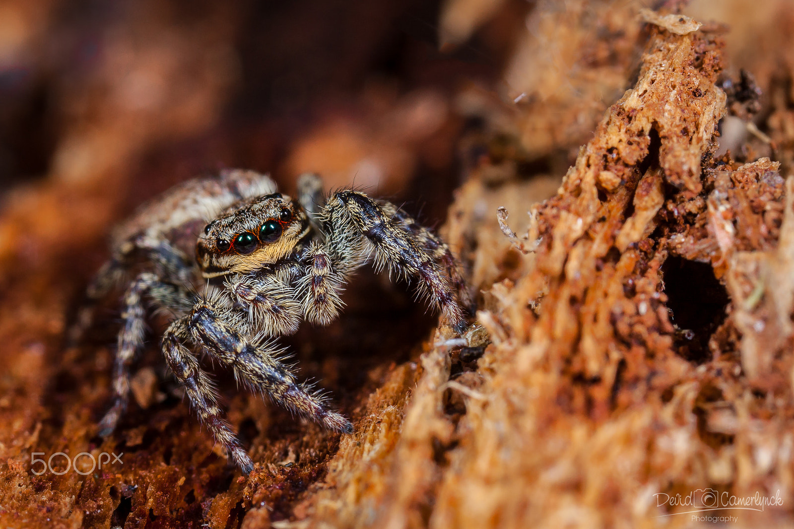 Canon MP-E 65mm F2.5 1-5x Macro Photo sample photo. Miss marpissa muscosa photography