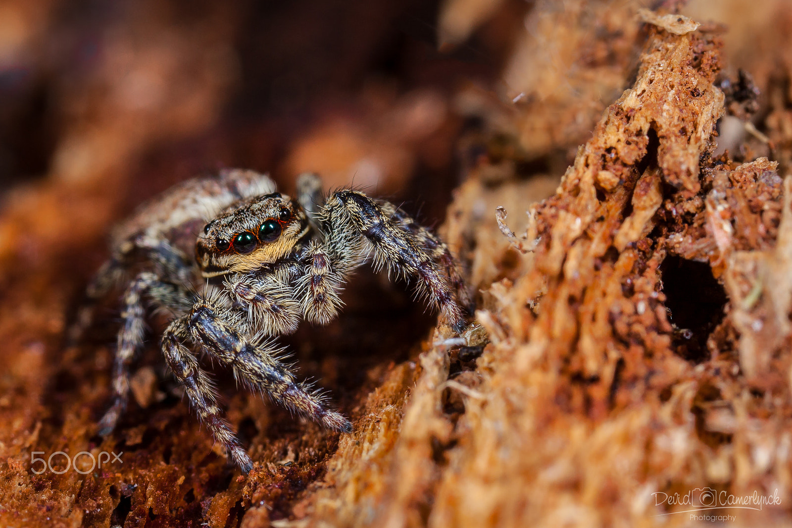 Canon EOS 40D + Canon MP-E 65mm F2.5 1-5x Macro Photo sample photo. Miss marpissa muscosa photography