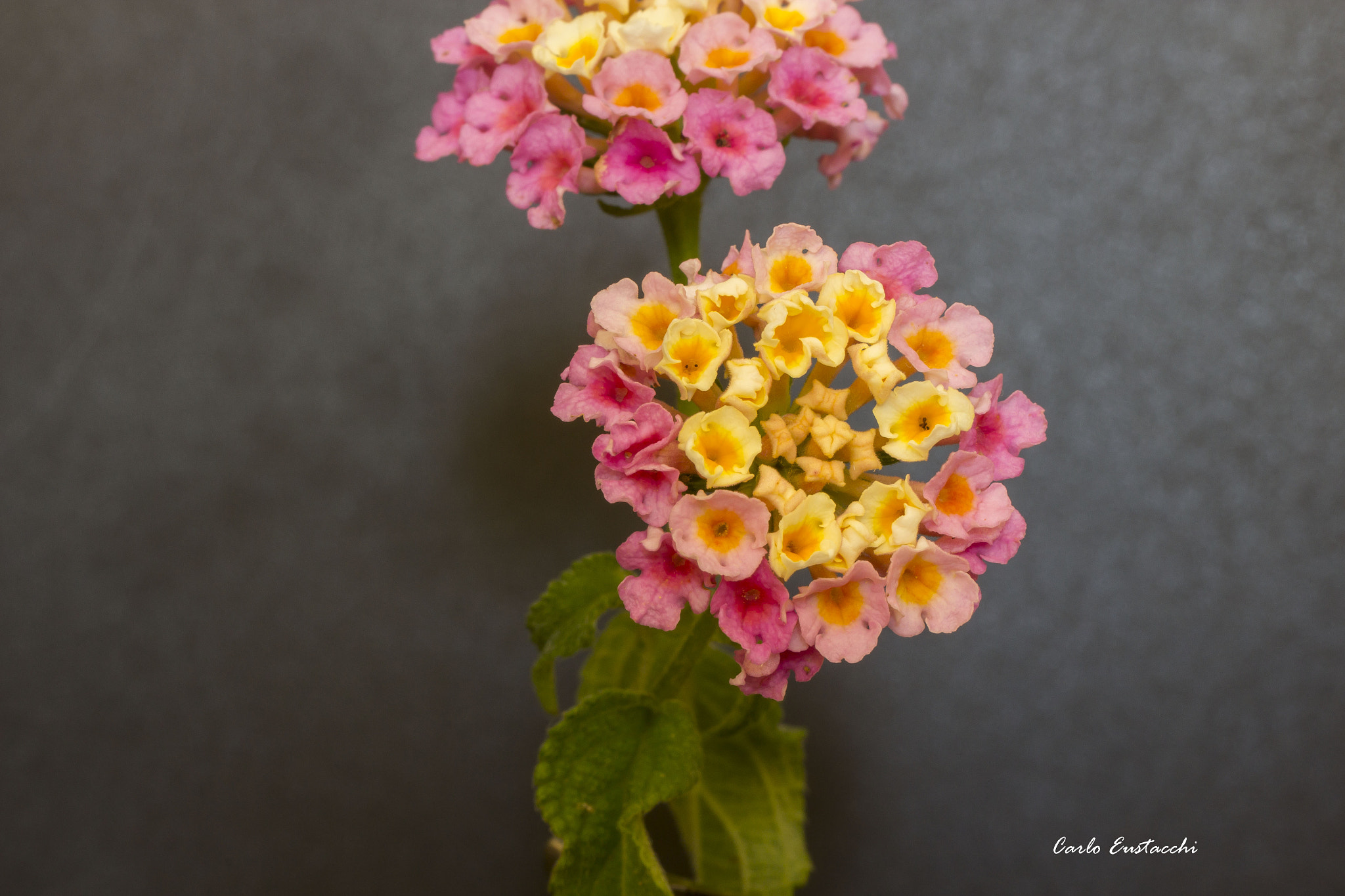 Canon EOS 60D + Tamron SP AF 60mm F2 Di II LD IF Macro sample photo. Fiori photography