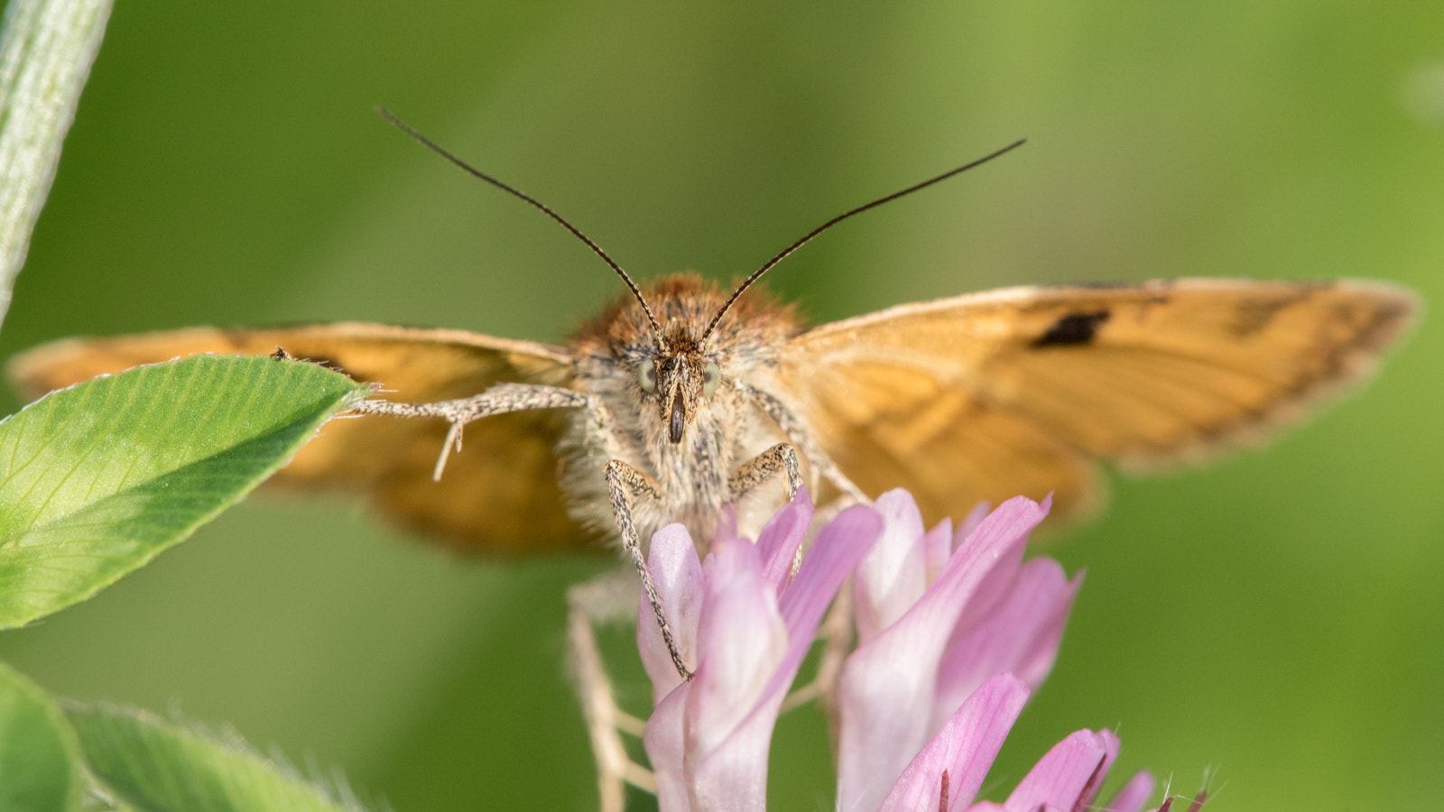 Sigma APO Macro 150mm f/2.8 EX DG HSM sample photo. Burnet companion moth photography