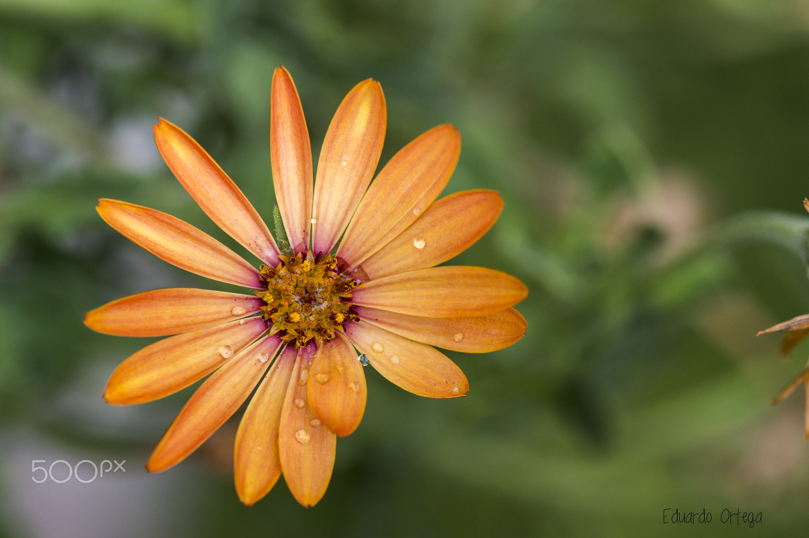 Nikon AF-S Micro-Nikkor 105mm F2.8G IF-ED VR sample photo. Macro photography