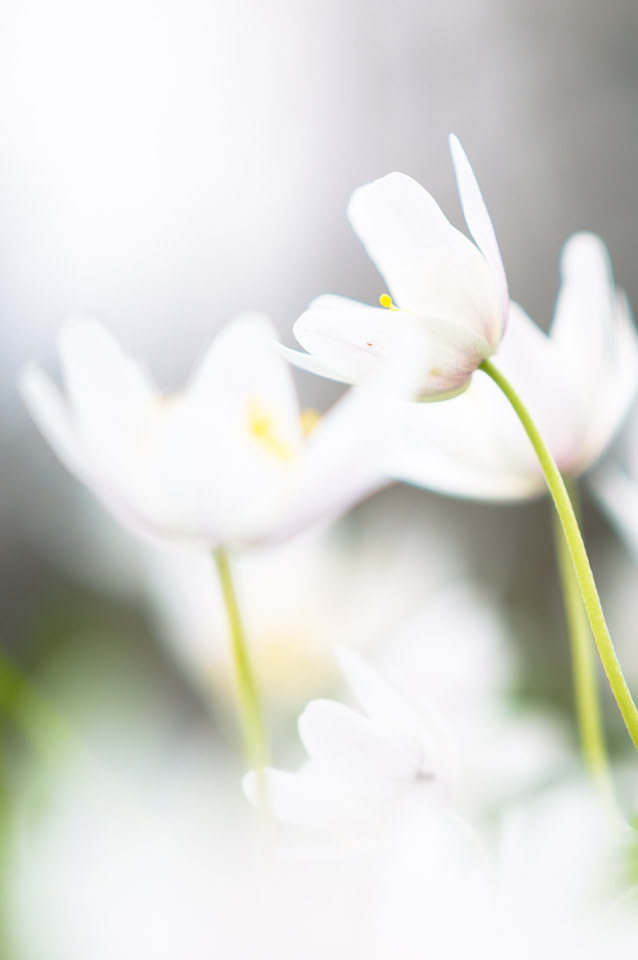 Nikon AF-S DX Micro-Nikkor 85mm F3.5G ED VR sample photo. Delicate flowers photography