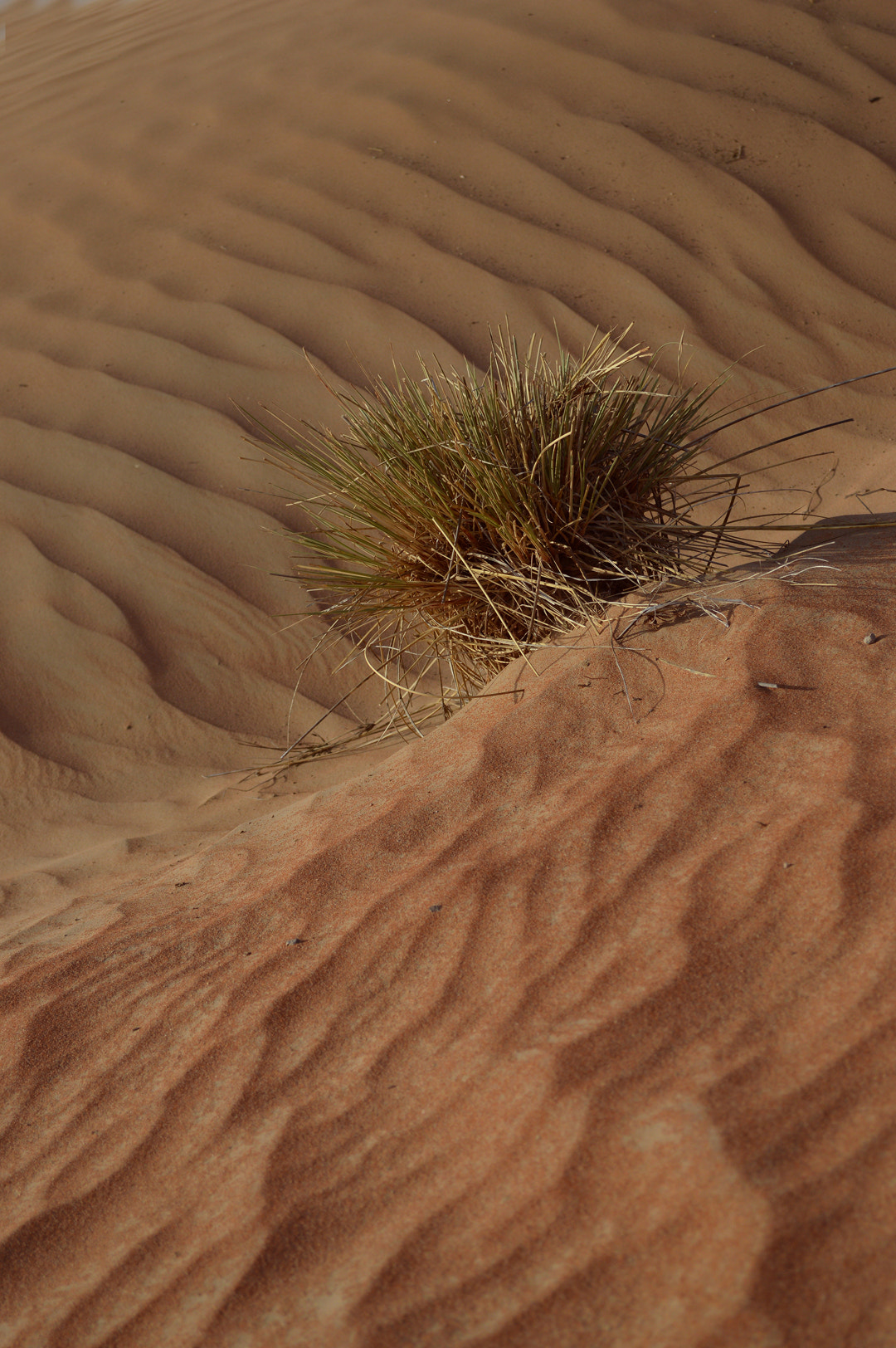 Nikon D3200 + Nikon AF-S Nikkor 300mm F4D ED-IF sample photo. Dunes photography