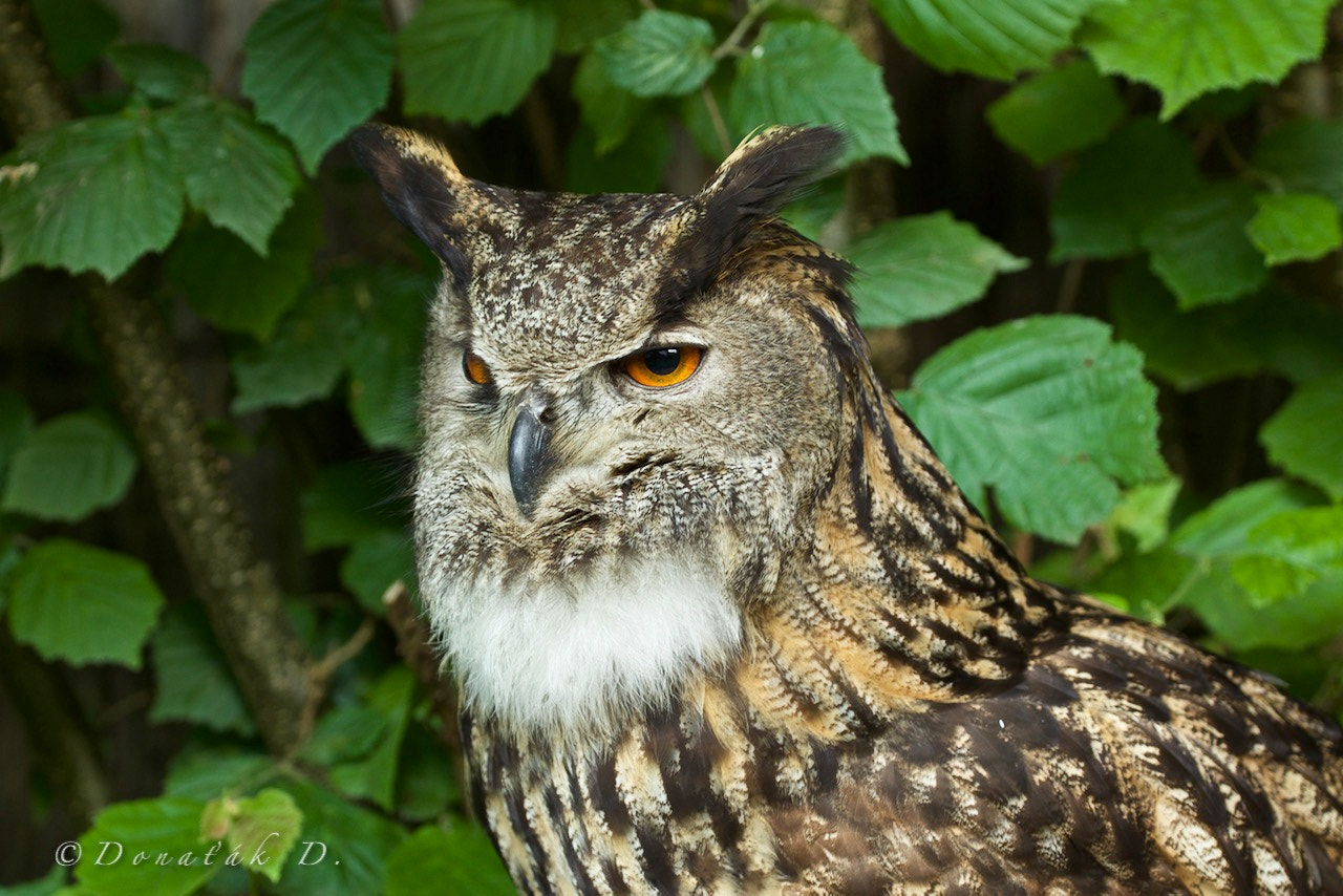 Canon EF 200-400mm F4L IS USM Extender 1.4x sample photo. Výr velký (bubo bubo) photography