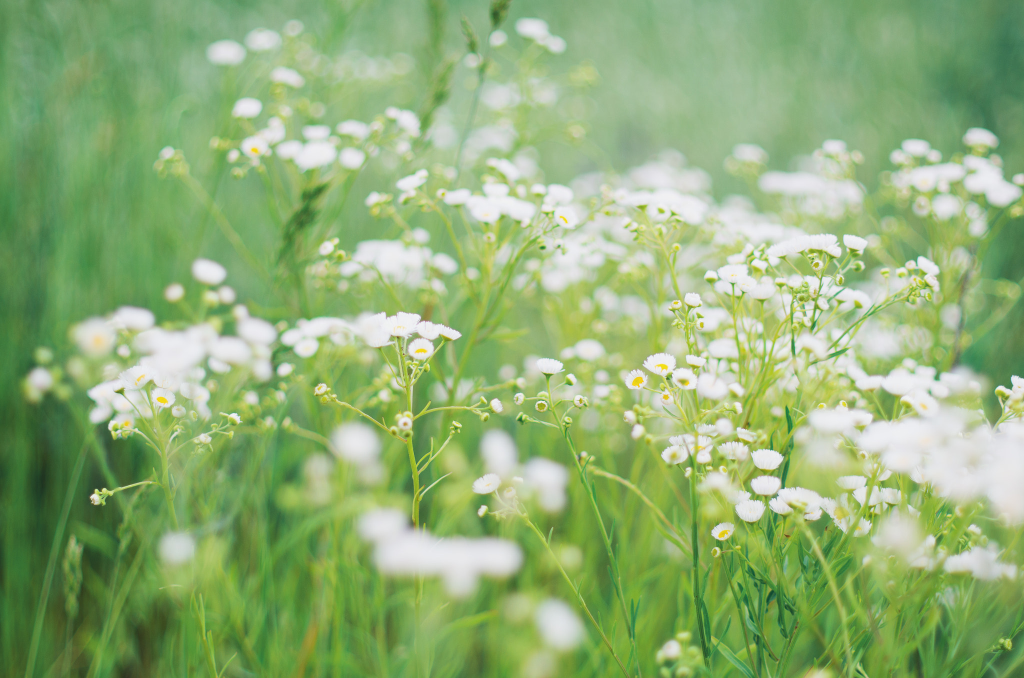 Pentax K-30 + Pentax smc DA* 55mm F1.4 SDM sample photo. Summer flowers photography