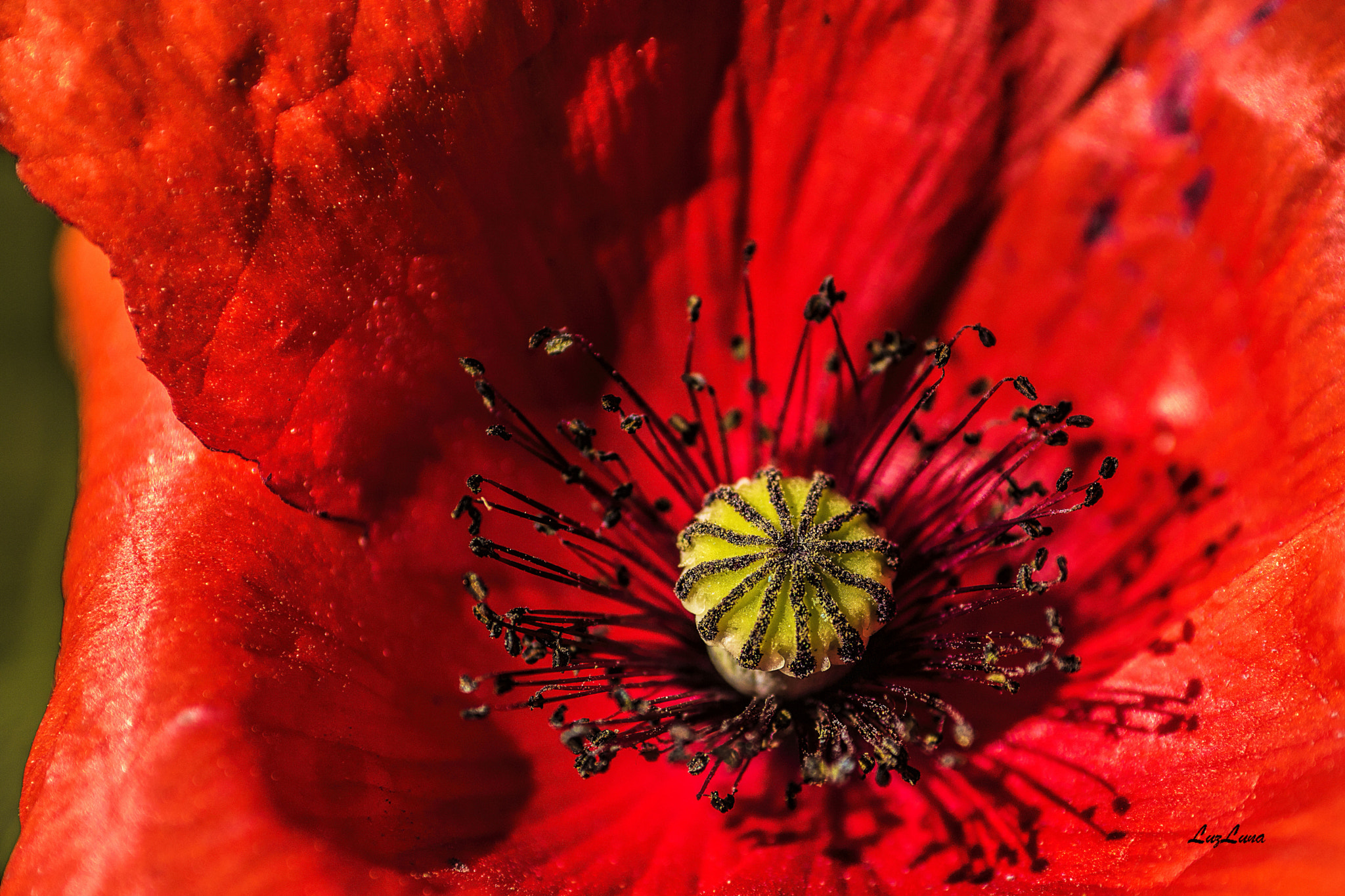 Canon EOS 750D (EOS Rebel T6i / EOS Kiss X8i) + Canon EF 100mm F2.8 Macro USM sample photo. Poppy photography