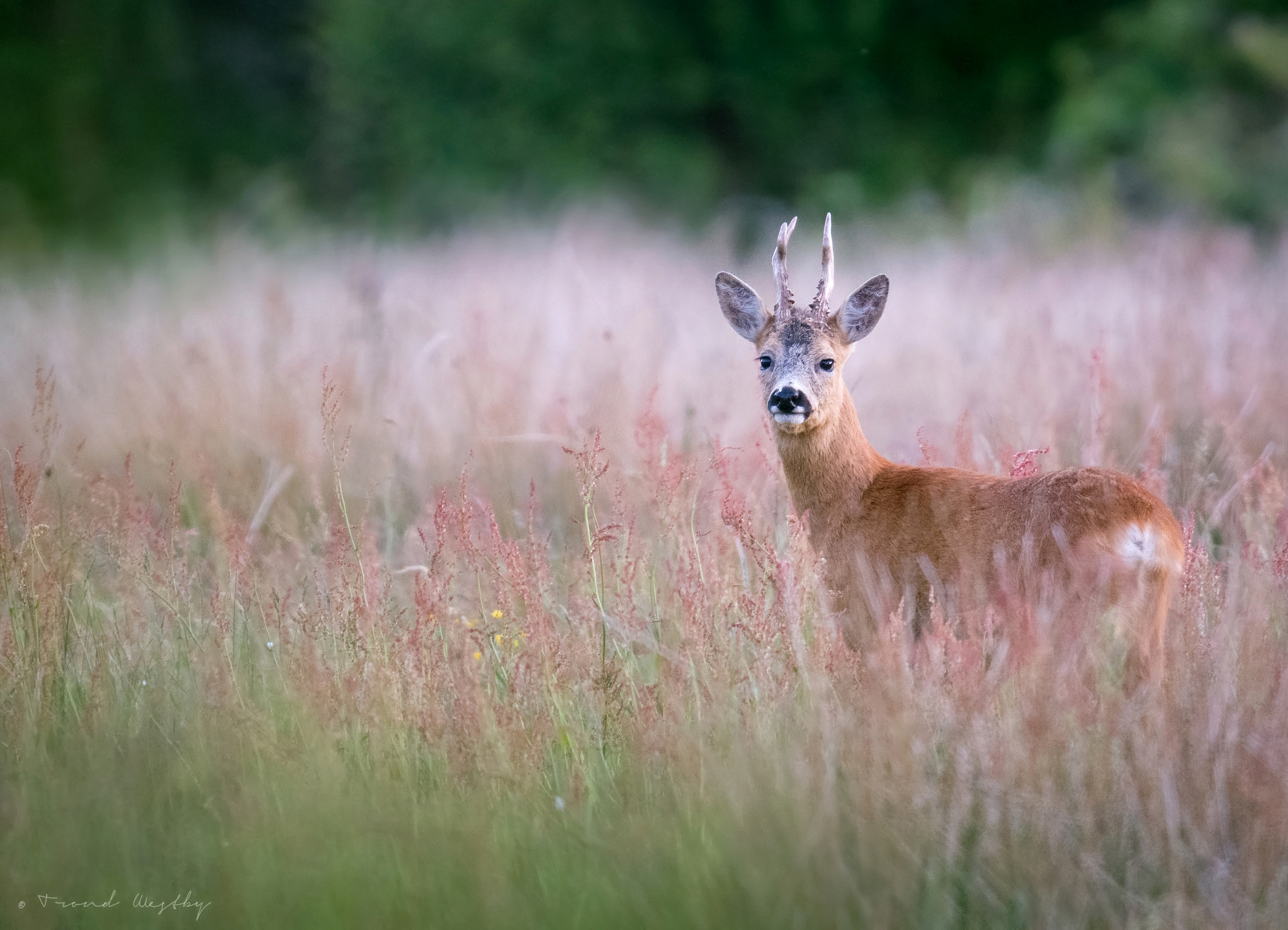 Nikon AF-S Nikkor 300mm F2.8G ED VR II sample photo. Roe deer photography