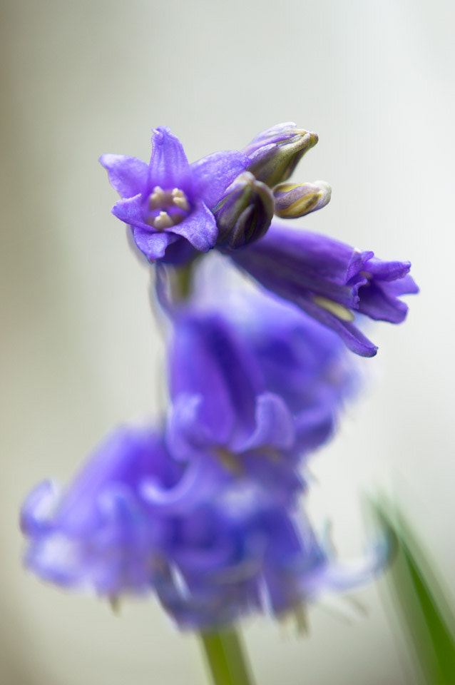 Nikon AF-S DX Micro-Nikkor 85mm F3.5G ED VR sample photo. Purple flowers photography