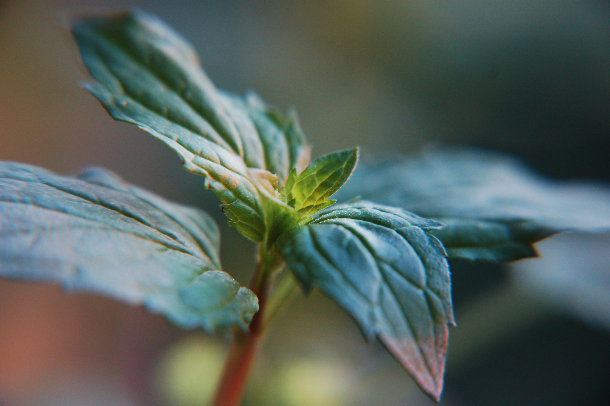 Nikon D50 sample photo. Mint photography