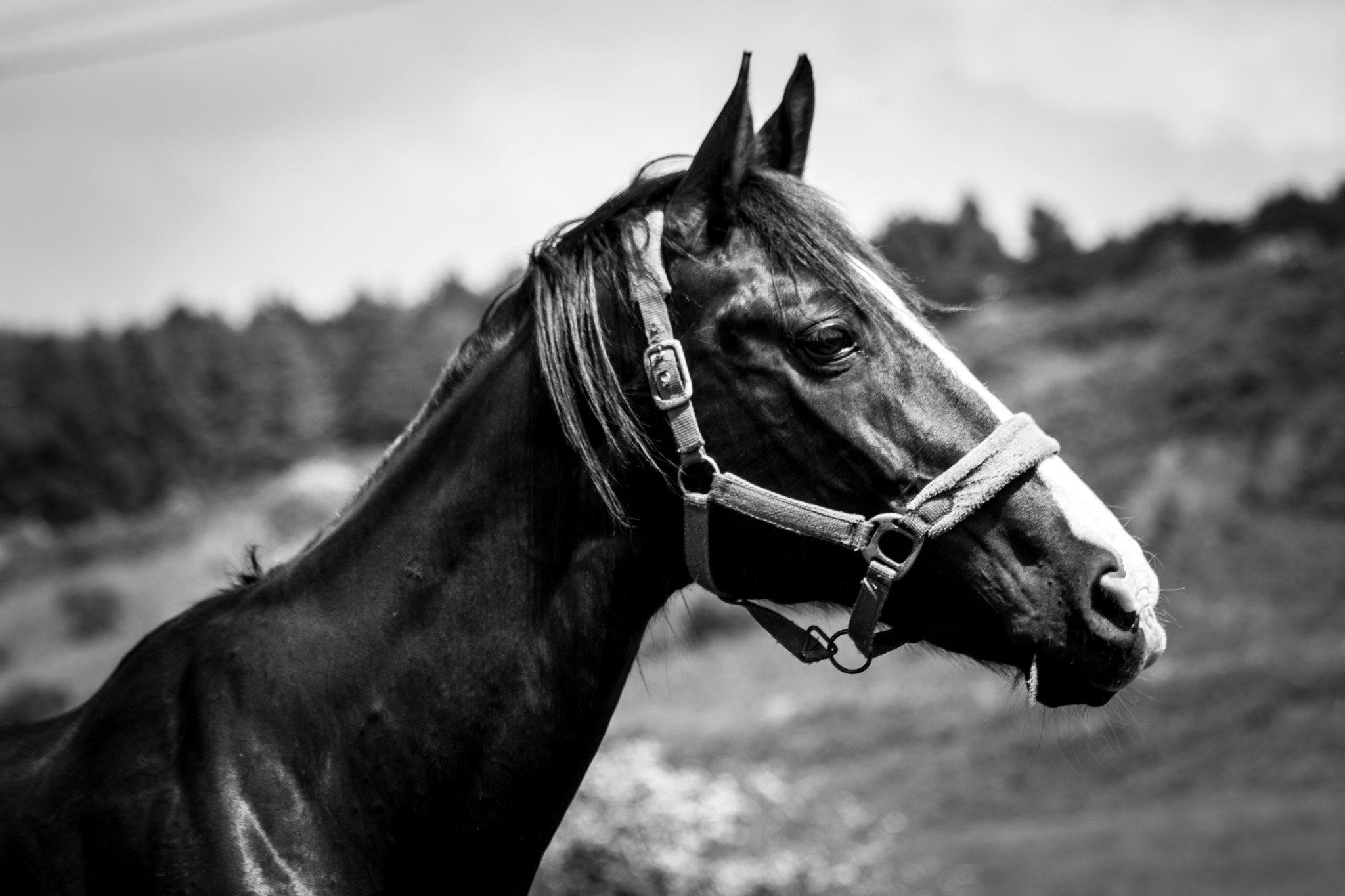 Canon EF 70-300mm F4-5.6 IS USM sample photo. Good old bill photography
