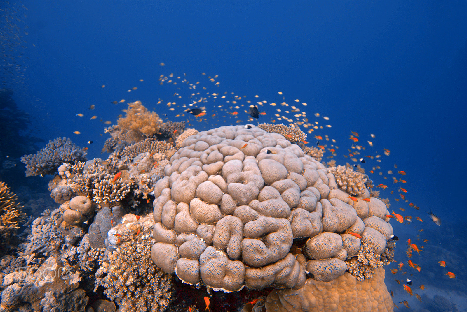 Nikon D200 + Nikon AF-S DX Nikkor 10-24mm F3-5-4.5G ED sample photo. Underwater coral reef photography