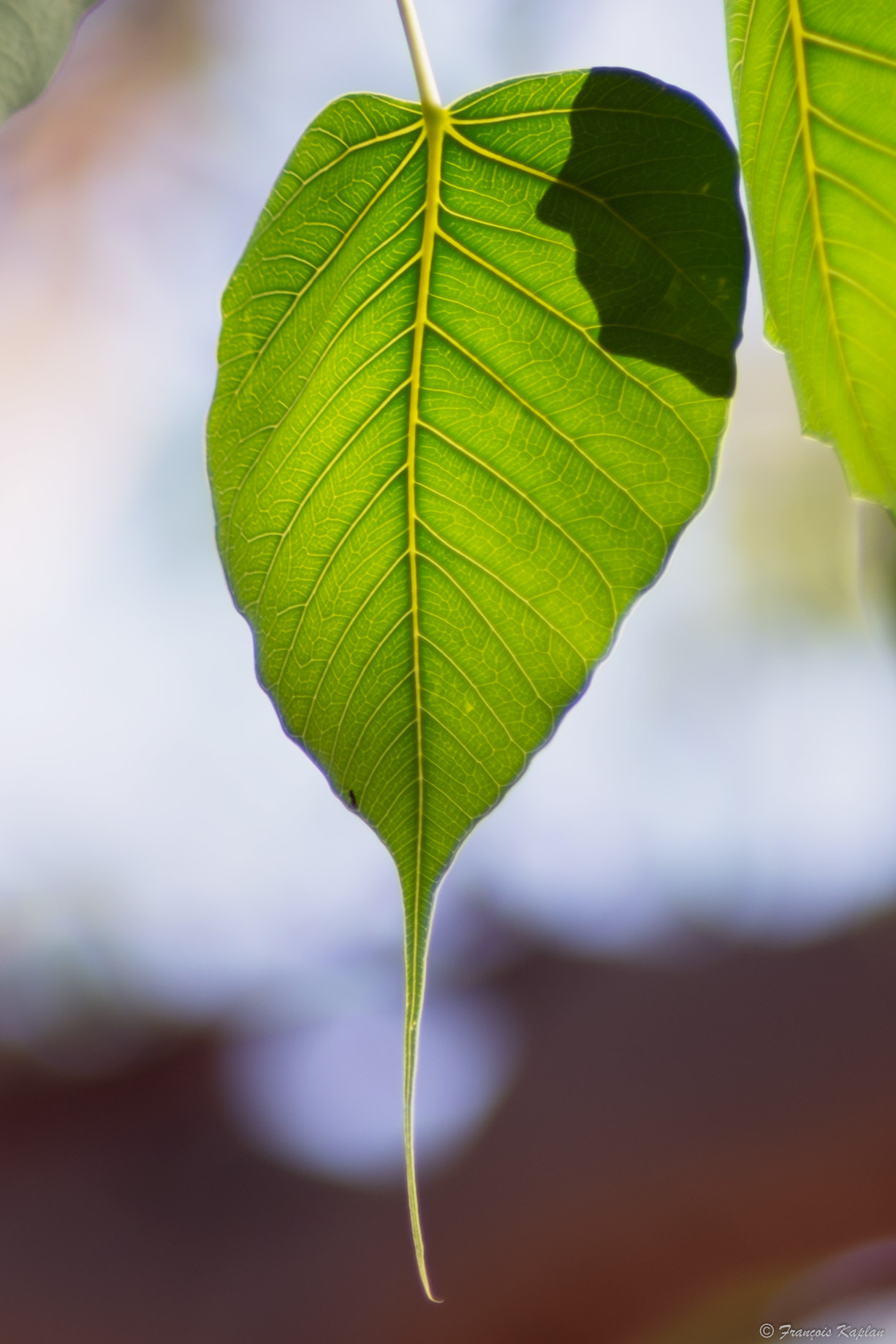 Nikon D600 + Nikon AF Nikkor 180mm F2.8D ED-IF sample photo. Man in the leaf photography