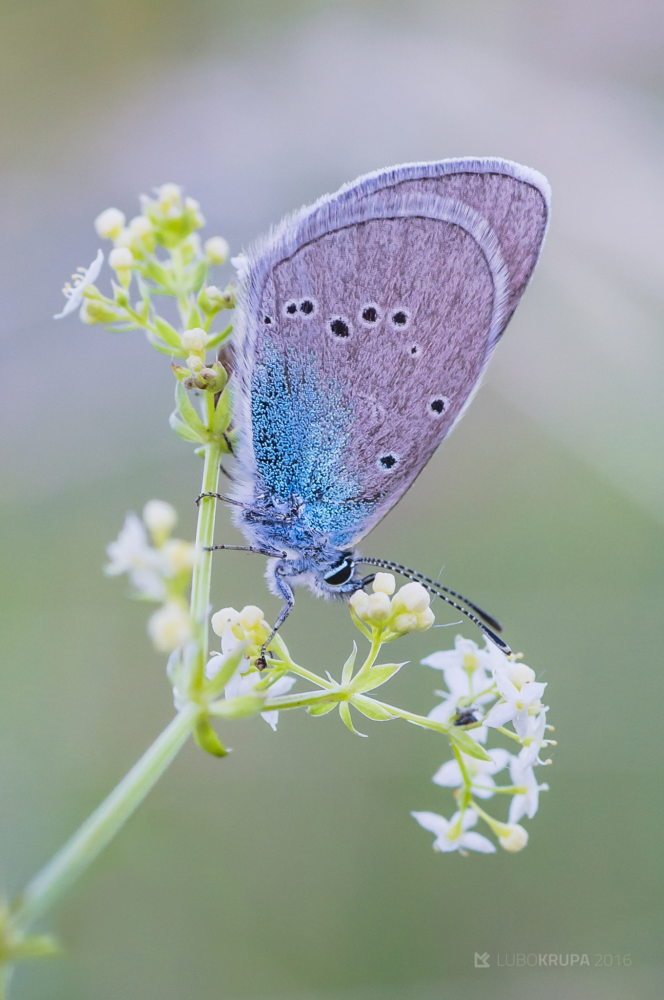 Pentax K-r + Tamron SP AF 90mm F2.8 Di Macro sample photo. Glaucopsyche alexis photography