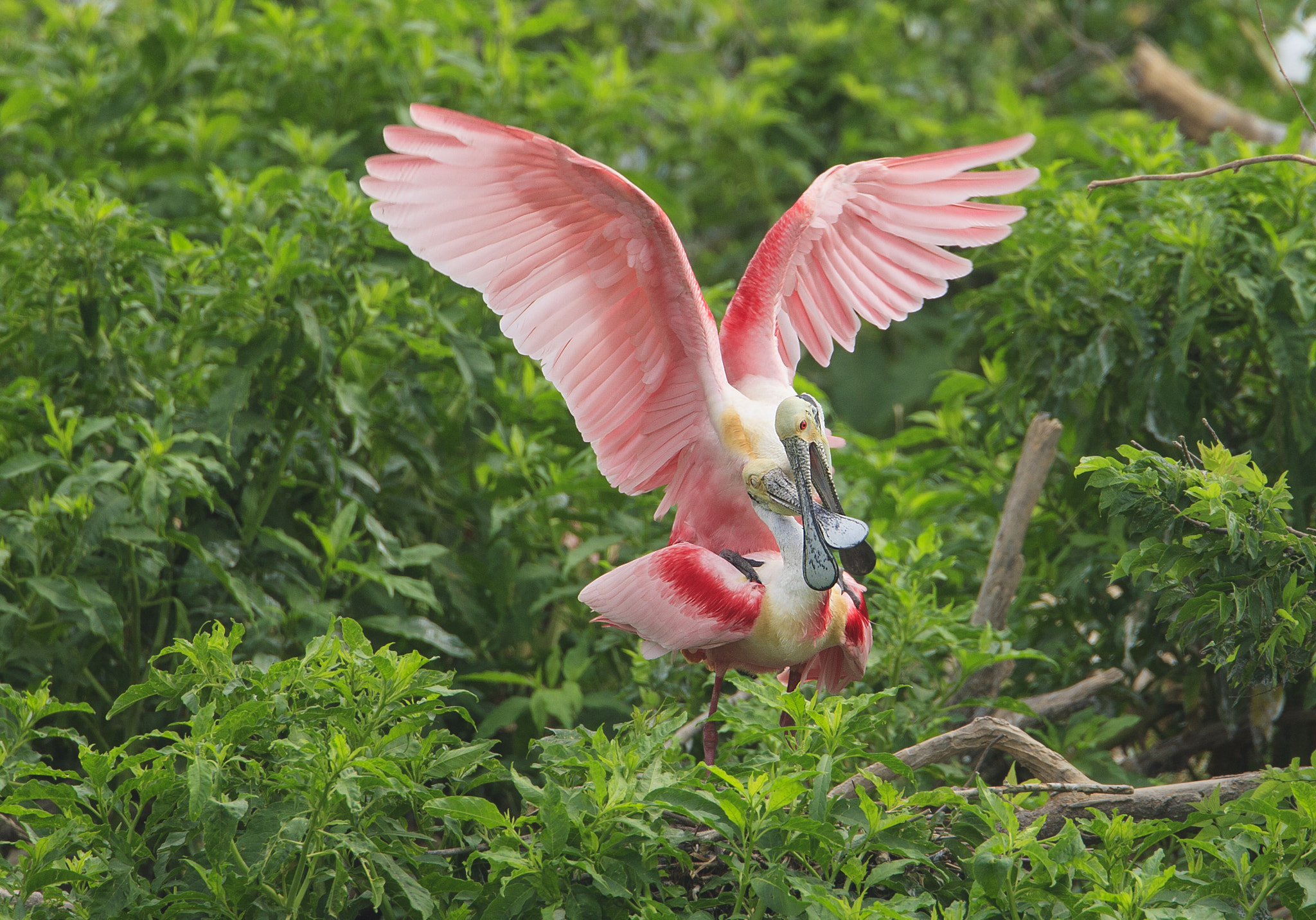 Canon EF 500mm F4L IS USM sample photo. Roseate spoonbill photography