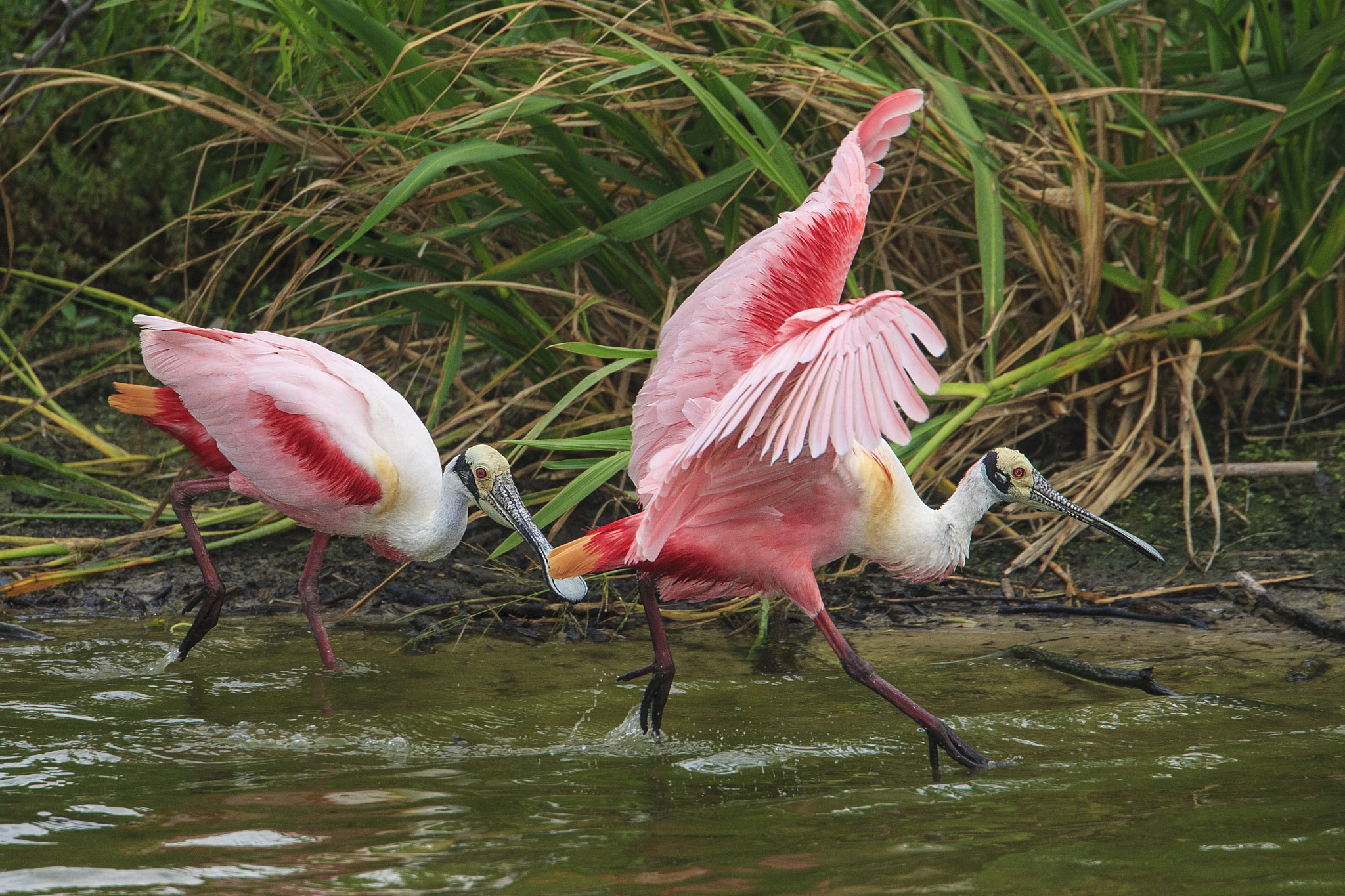 Canon EF 500mm F4L IS USM sample photo. Roseate spoonbill photography