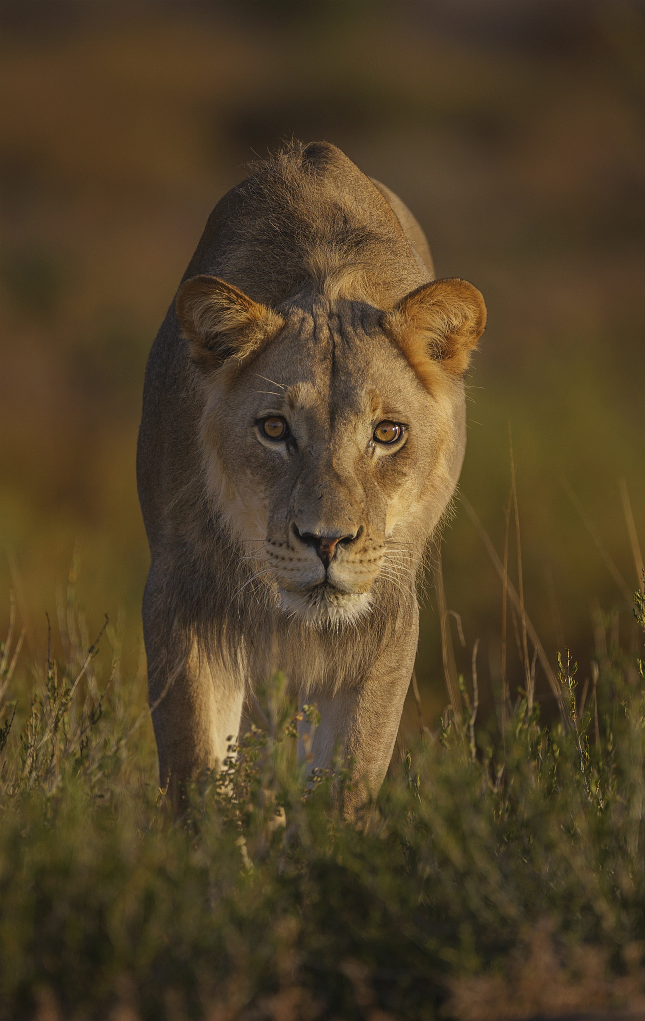 Canon EOS-1Ds Mark III + Canon EF 500mm F4L IS USM sample photo. Lion stalking photography