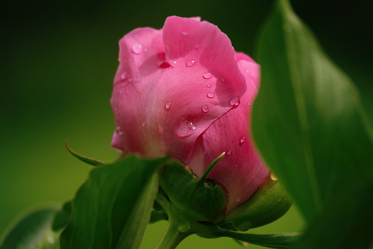 Fujifilm X-A2 + Fujifilm XC 50-230mm F4.5-6.7 OIS II sample photo. Cf photography