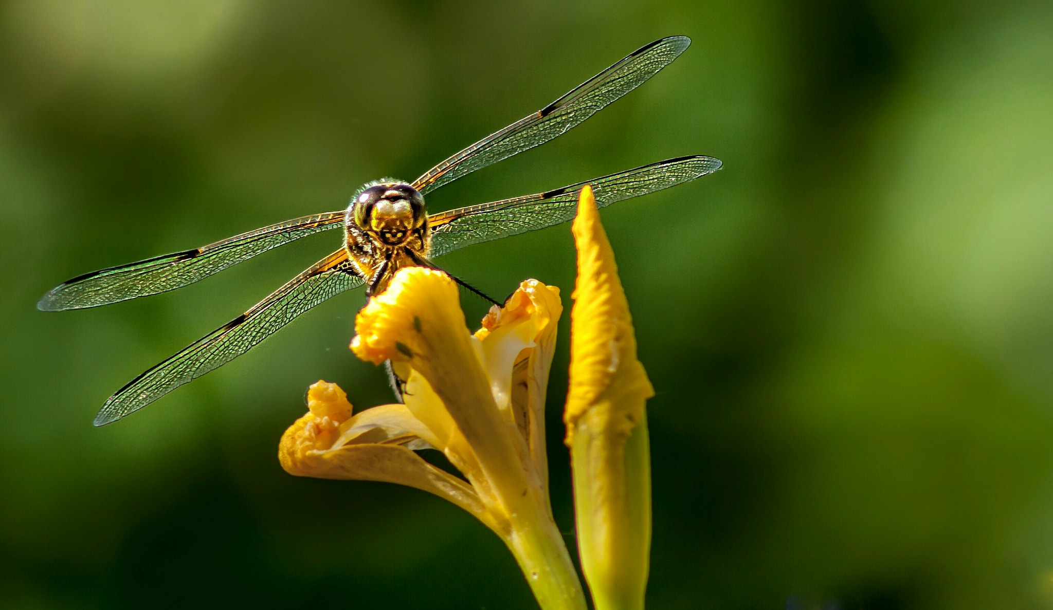 Canon EF 75-300mm f/4-5.6 USM sample photo. Beauty and the lily . photography