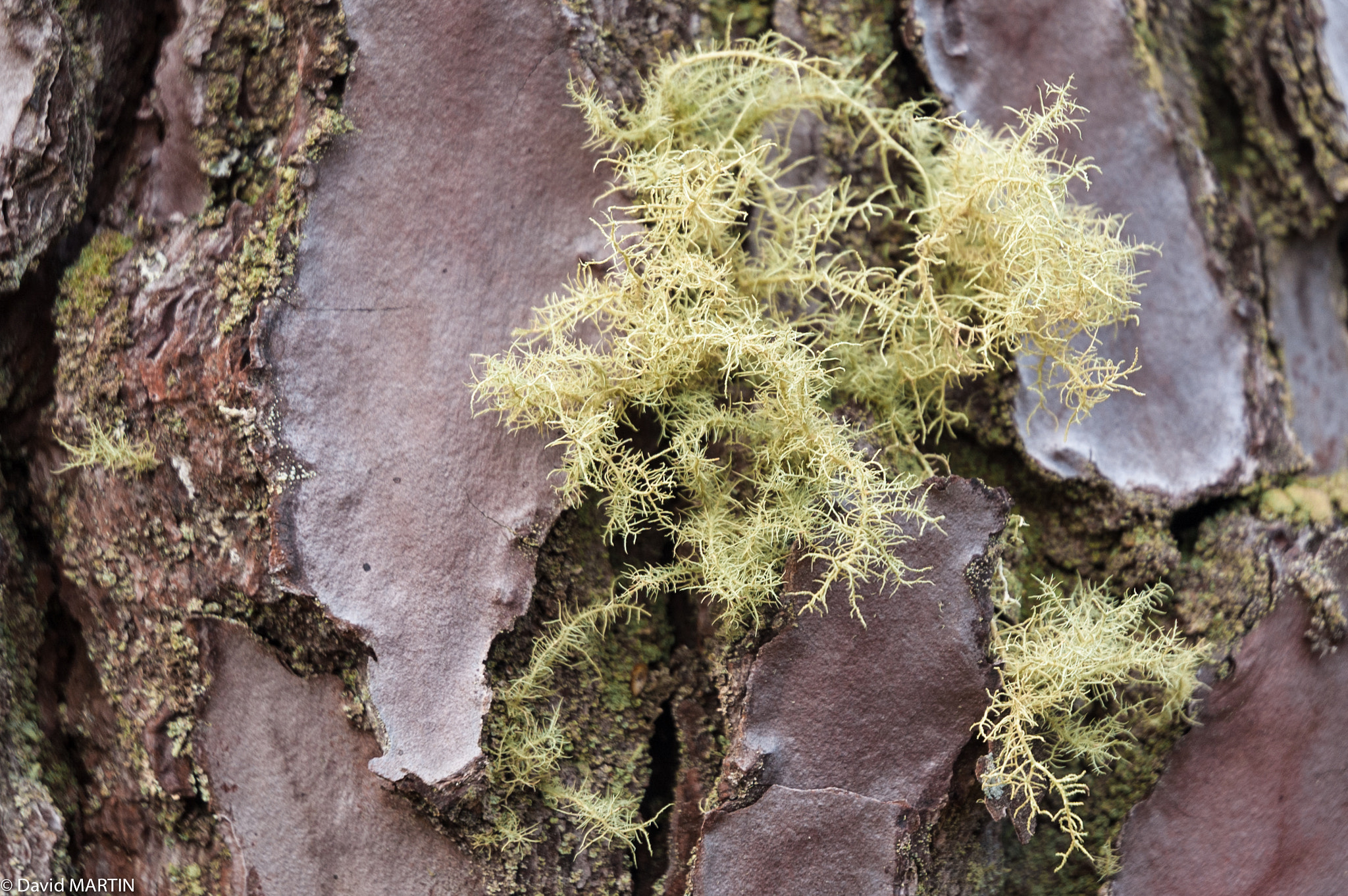 Nikon D50 sample photo. Lichen on a maritime pine photography
