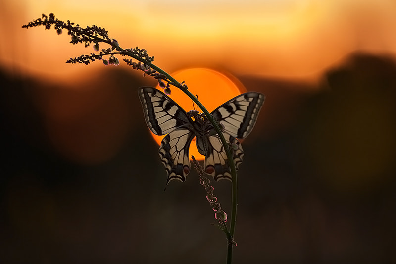 Canon EF 180mm F3.5L Macro USM sample photo. Sunny swallowtail photography