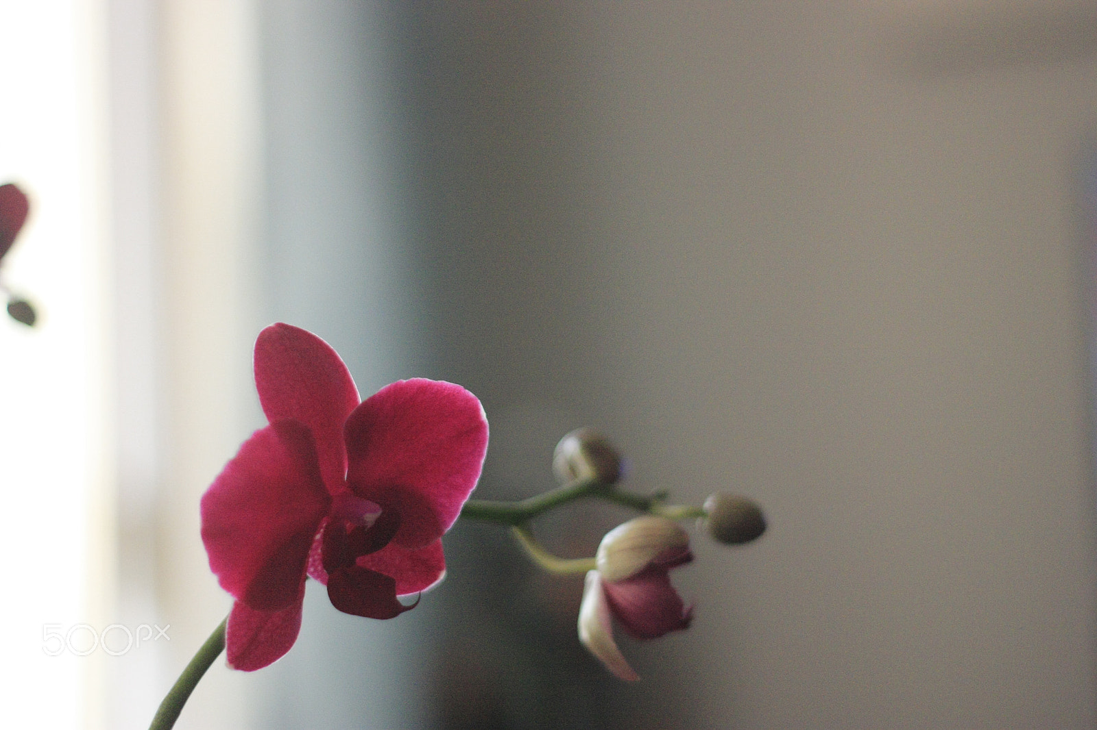 Canon EOS 450D (EOS Rebel XSi / EOS Kiss X2) + Canon EF 50mm F1.8 II sample photo. Pink orchid photography