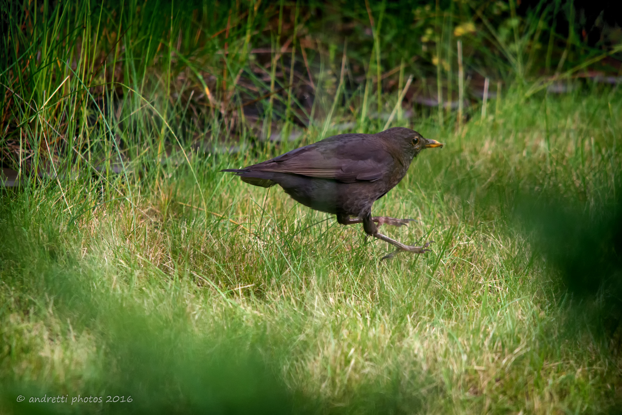 Sigma 150-500mm F5-6.3 DG OS HSM sample photo. Jumping starling photography