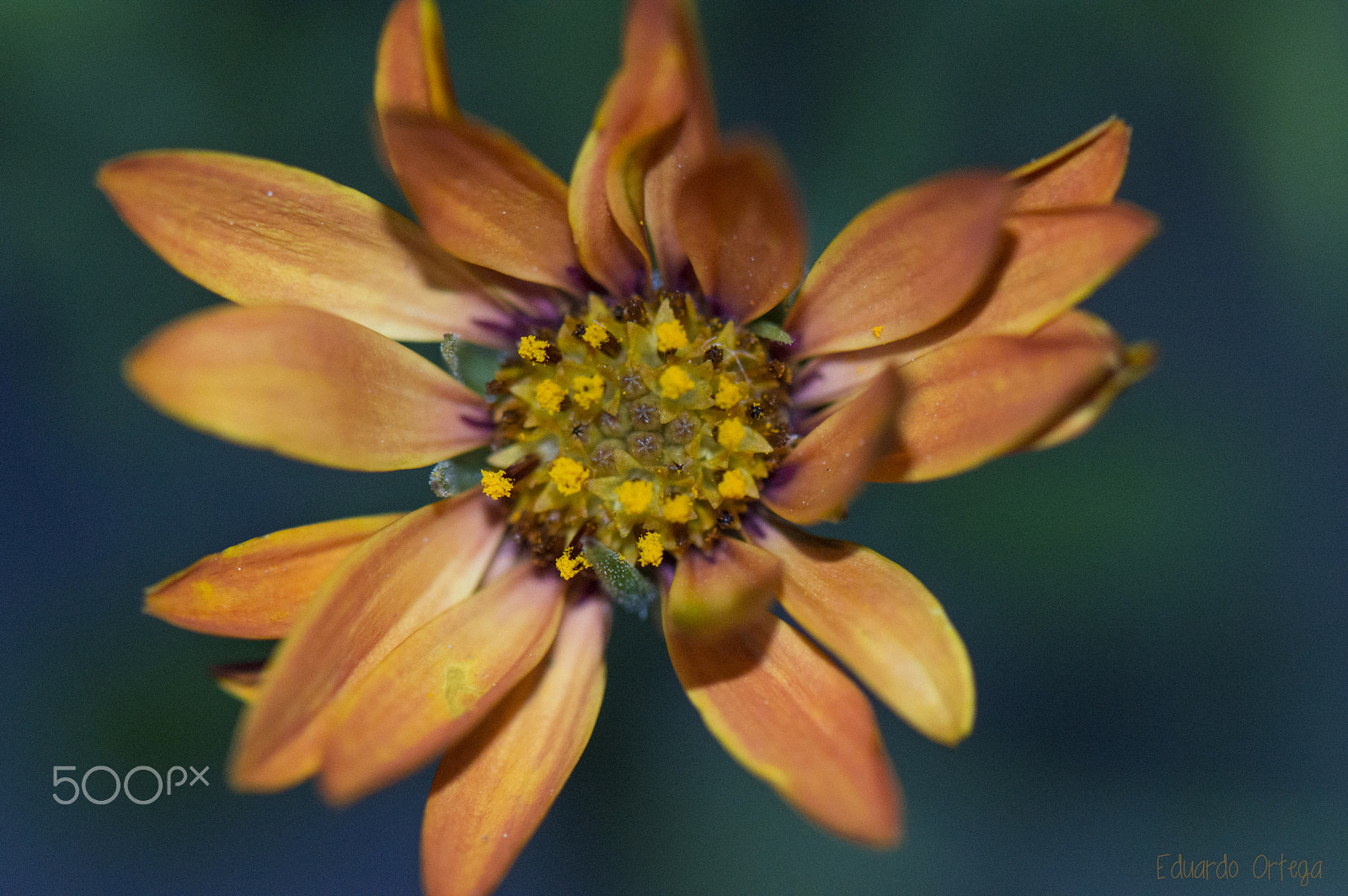 Nikon AF-S Micro-Nikkor 105mm F2.8G IF-ED VR sample photo. She photography