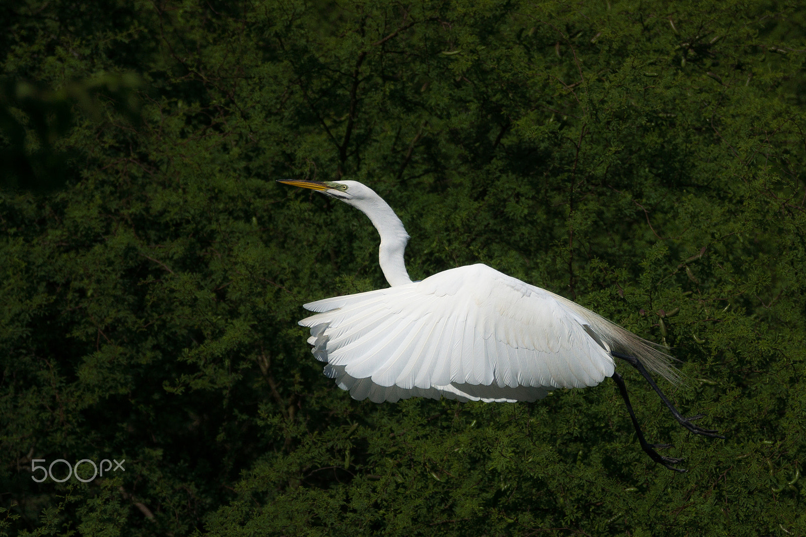 Sony 70-300mm F4.5-5.6 G SSM sample photo. Green-faced photography