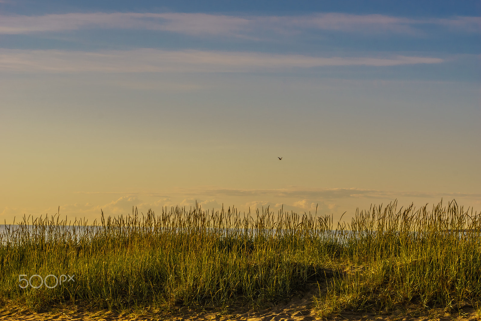 Sony a6000 + Sony FE 28-70mm F3.5-5.6 OSS sample photo. Beach grass photography