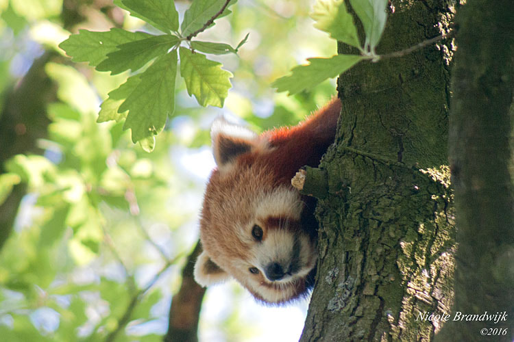 Sony Alpha DSLR-A700 + Minolta AF 100-300mm F4.5-5.6 sample photo. Red panda photography