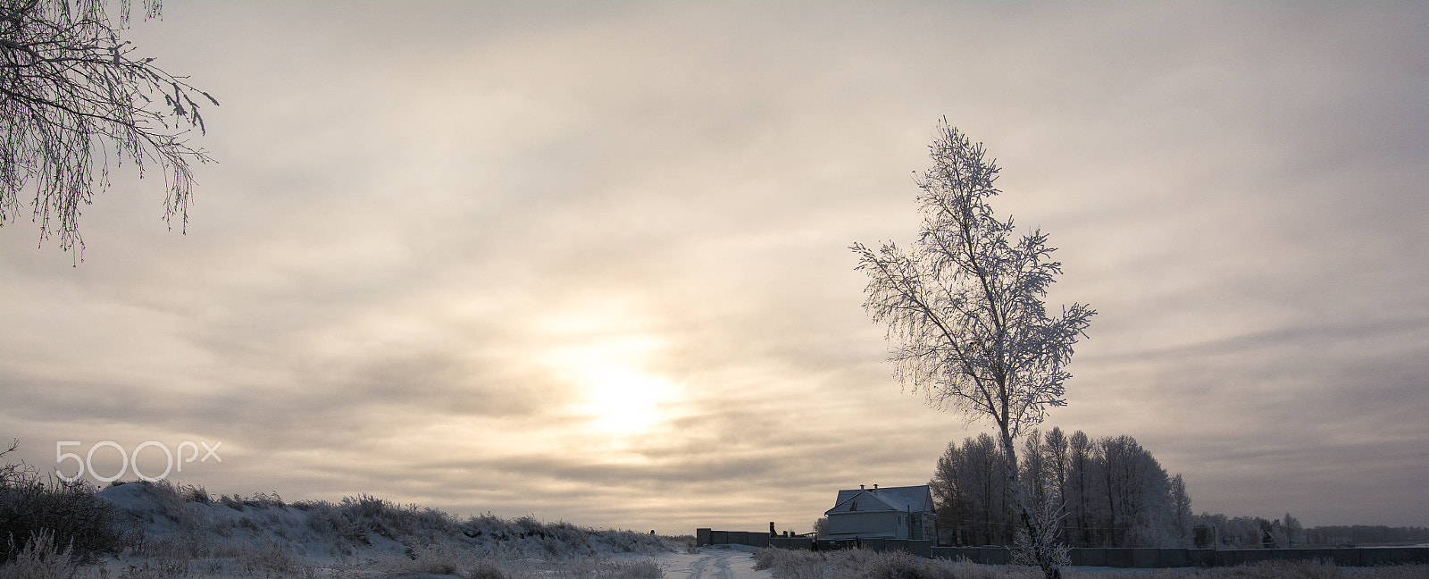 Nikon AF-S Nikkor 16-35mm F4G ED VR sample photo. Russian winter birch in snow photography