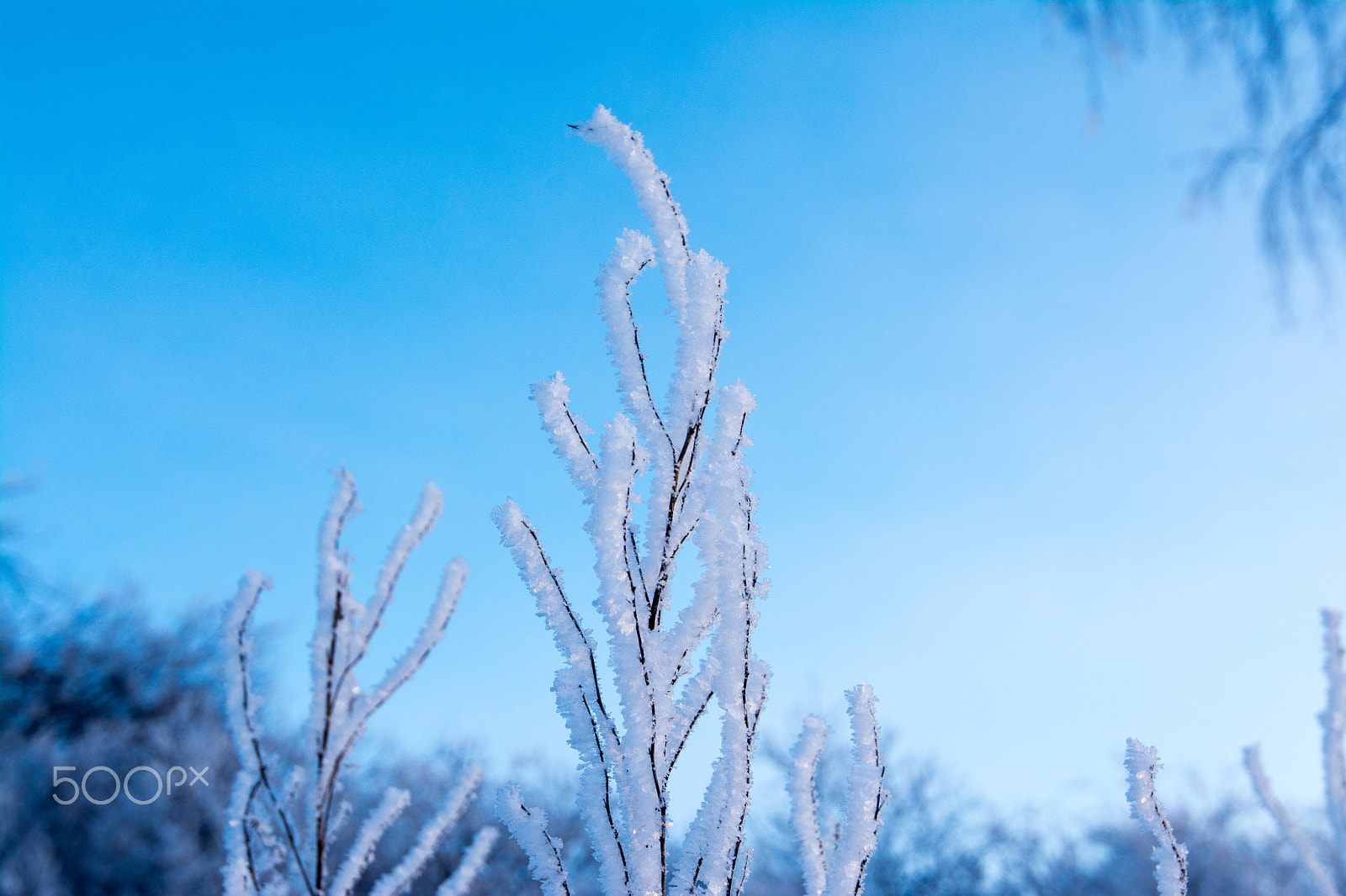Nikon AF-S Nikkor 16-35mm F4G ED VR sample photo. Christmas background with frosty pine tree with stars. photography