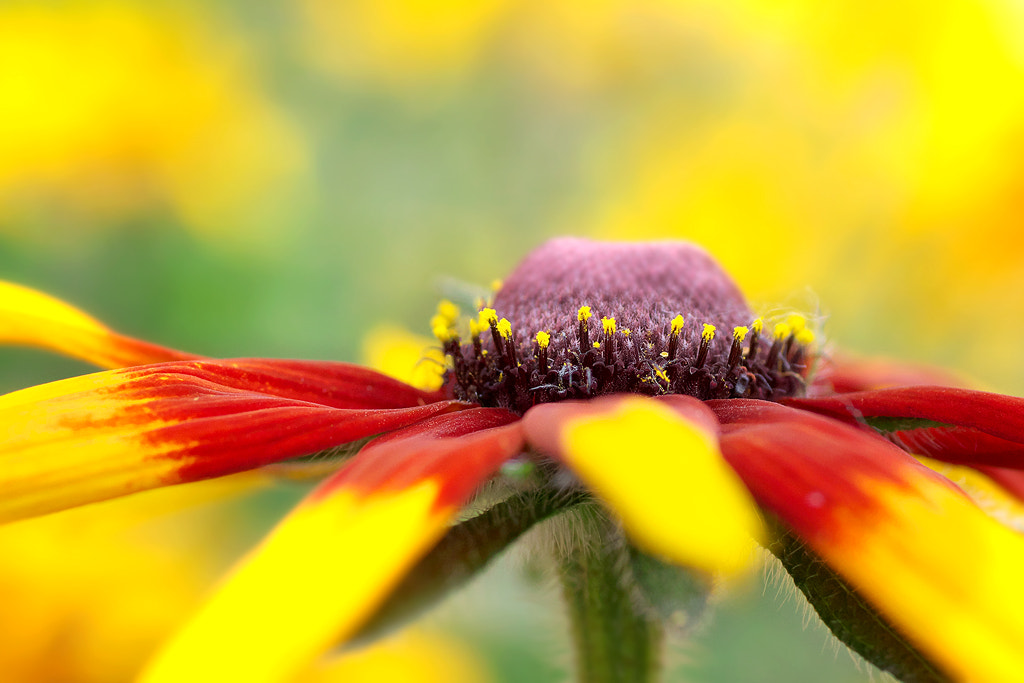 Canon EOS 50D + Canon EF 50mm F2.5 Macro sample photo. Side top photography