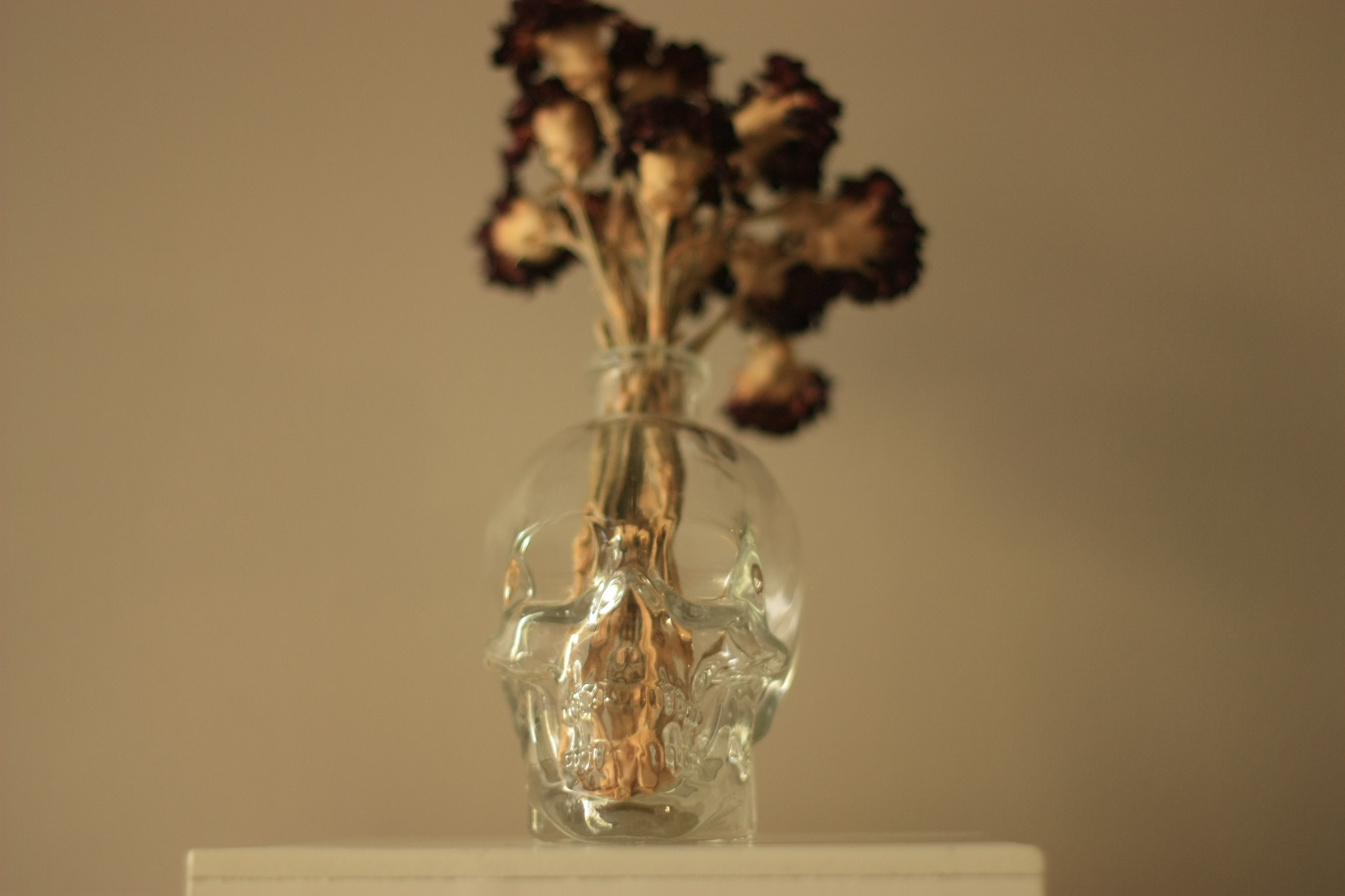 Canon EOS 450D (EOS Rebel XSi / EOS Kiss X2) + Canon EF 50mm F1.8 II sample photo. Skull vase photography