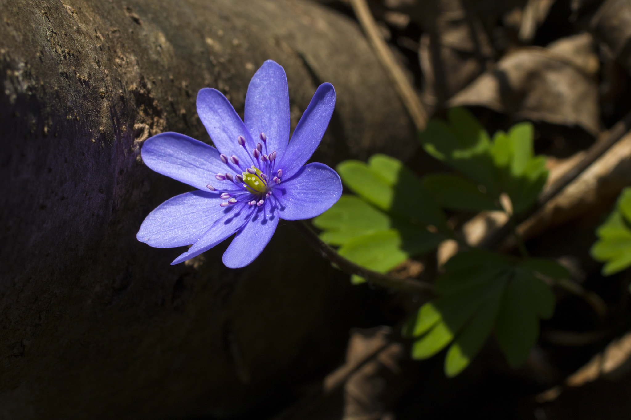 Canon EOS 70D + Canon EF 50mm F2.5 Macro sample photo. Earth blue photography