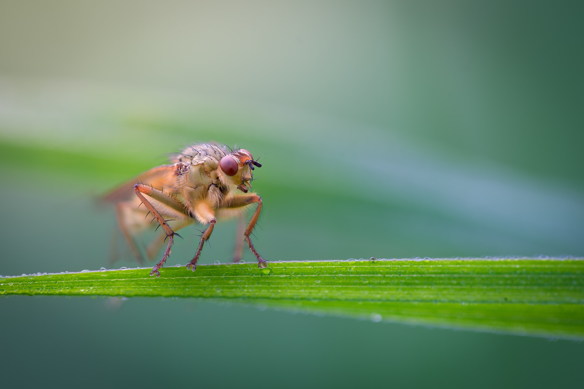 100mm F2.8 G SSM OSS sample photo. -hairy- photography
