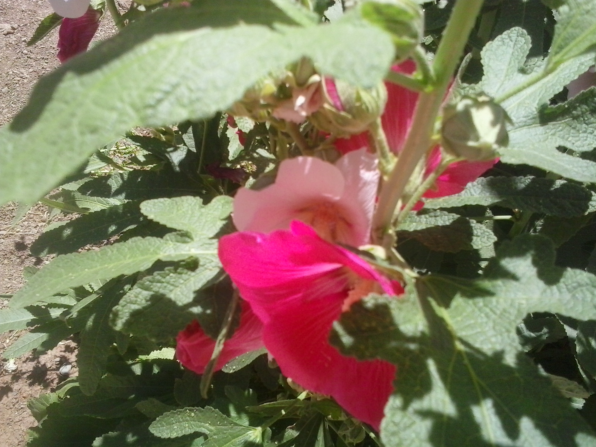 Samsung Galaxy Young sample photo