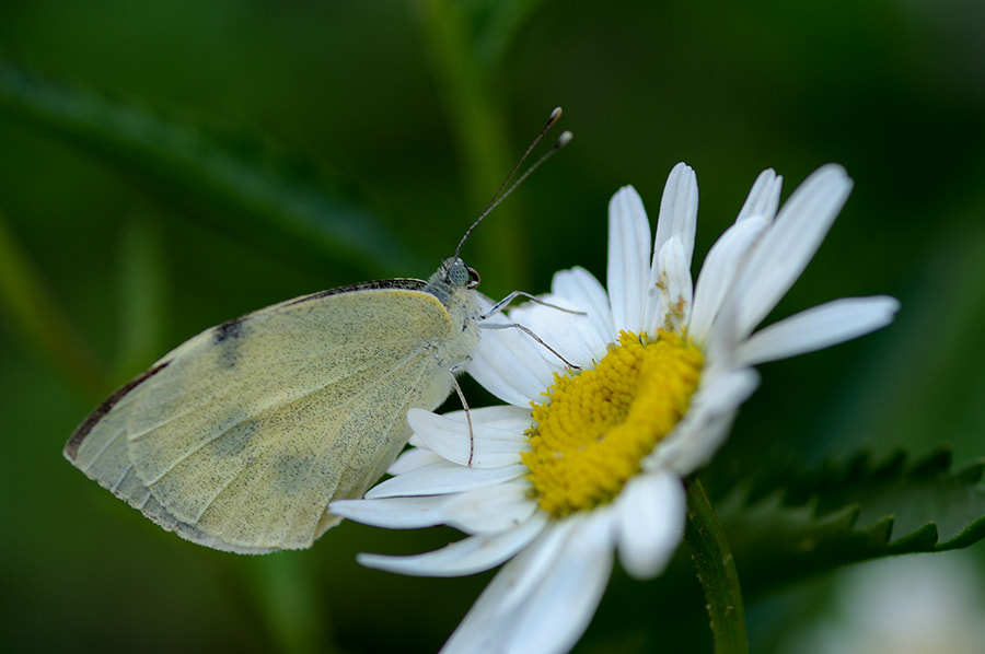 Pentax K20D + smc PENTAX-FA Macro 100mm F2.8 sample photo. Buterfly photography