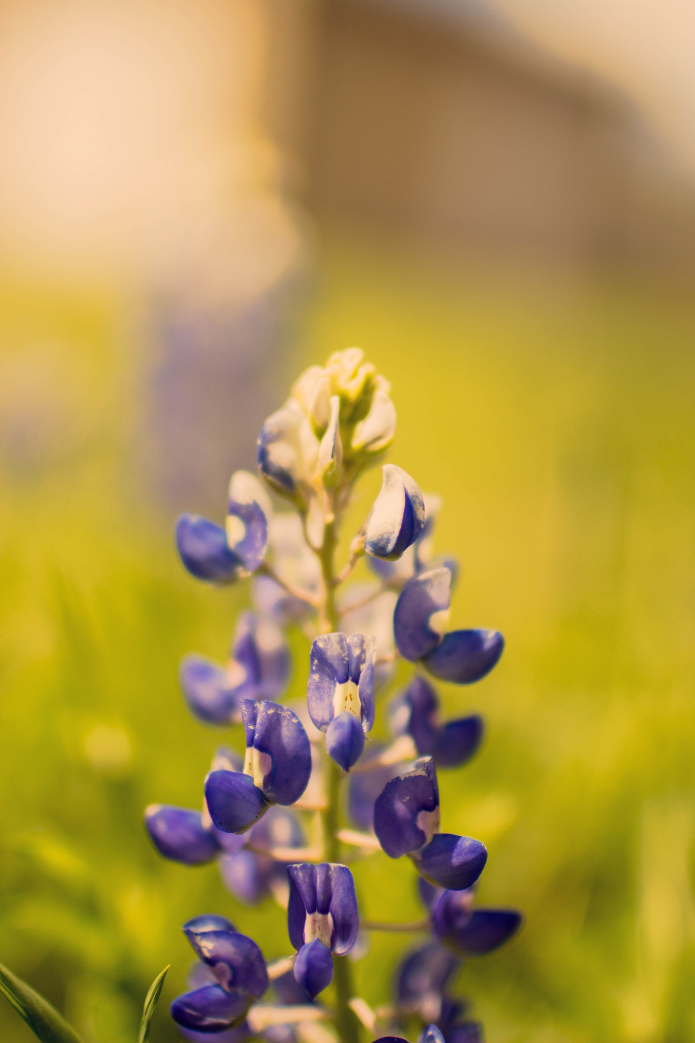 Canon EOS 60D + Canon EF 35mm F1.4L USM sample photo. Blue bonnet photography