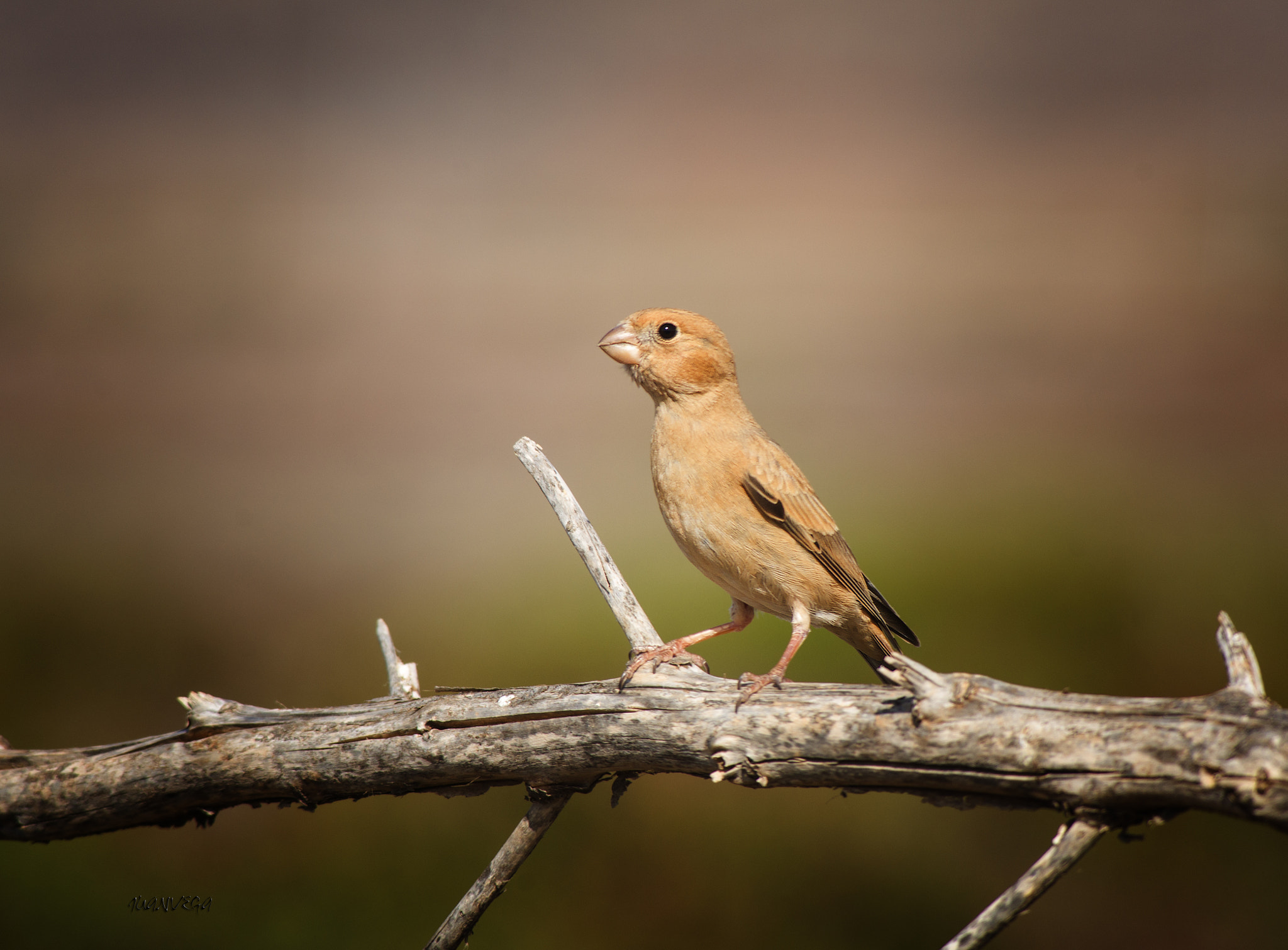 Sony 75-300mm F4.5-5.6 sample photo. Camachuelo photography
