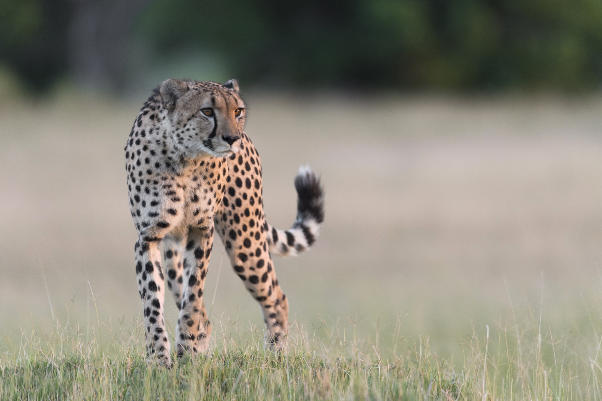 Nikon AF-S Nikkor 400mm F2.8E FL ED VR sample photo. Hunting @ dawn. photography