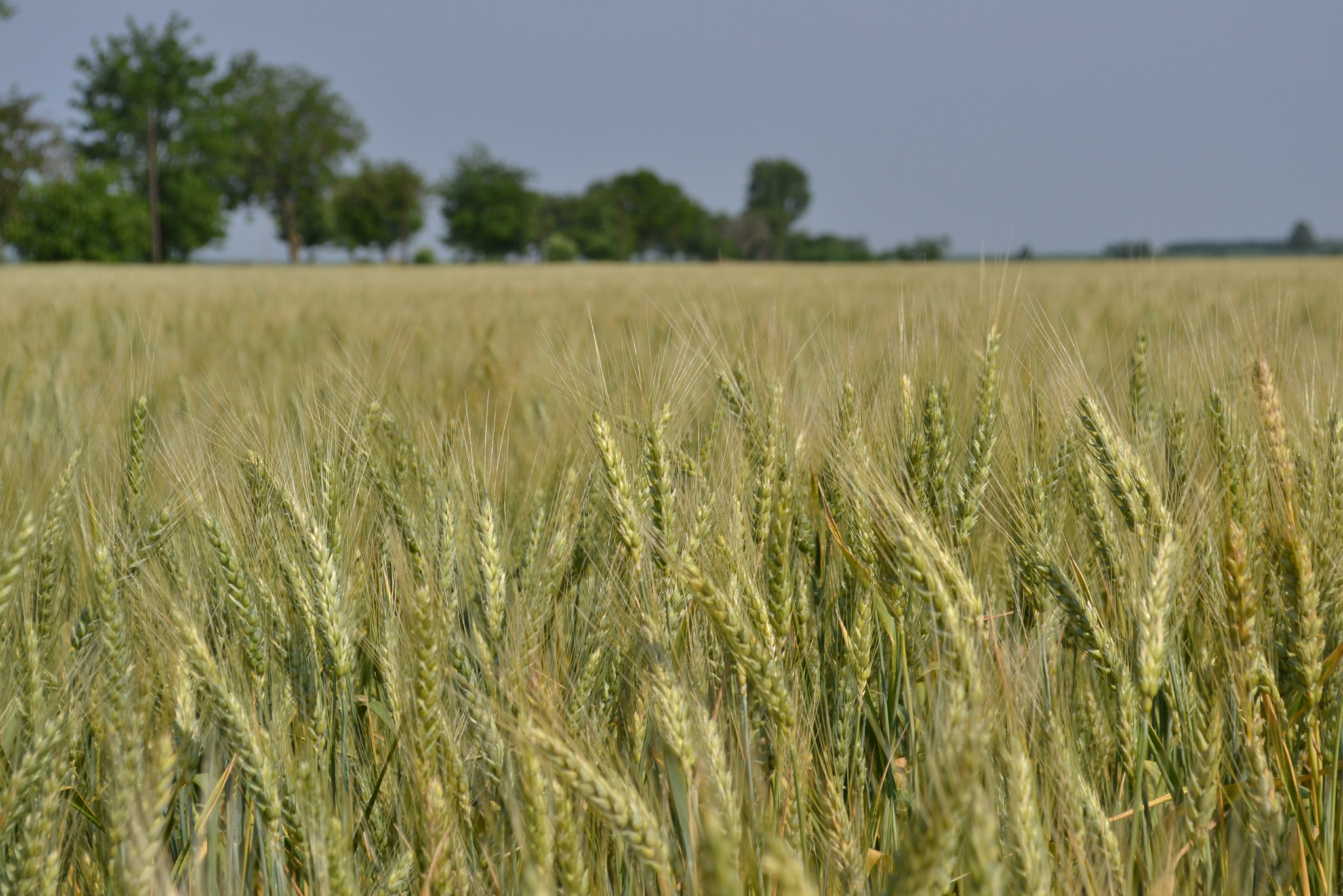 AF Zoom-Nikkor 35-70mm f/2.8D N sample photo. Field of wheat photography