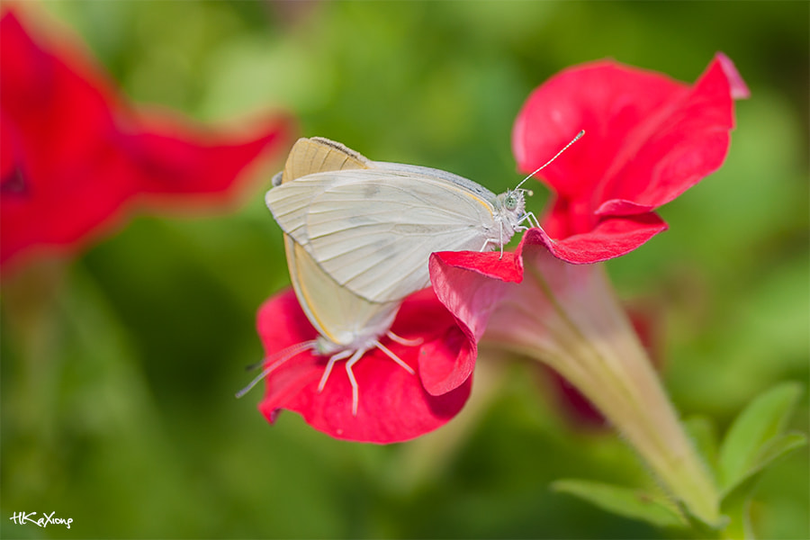 Canon EF-S 60mm F2.8 Macro USM sample photo. White love photography